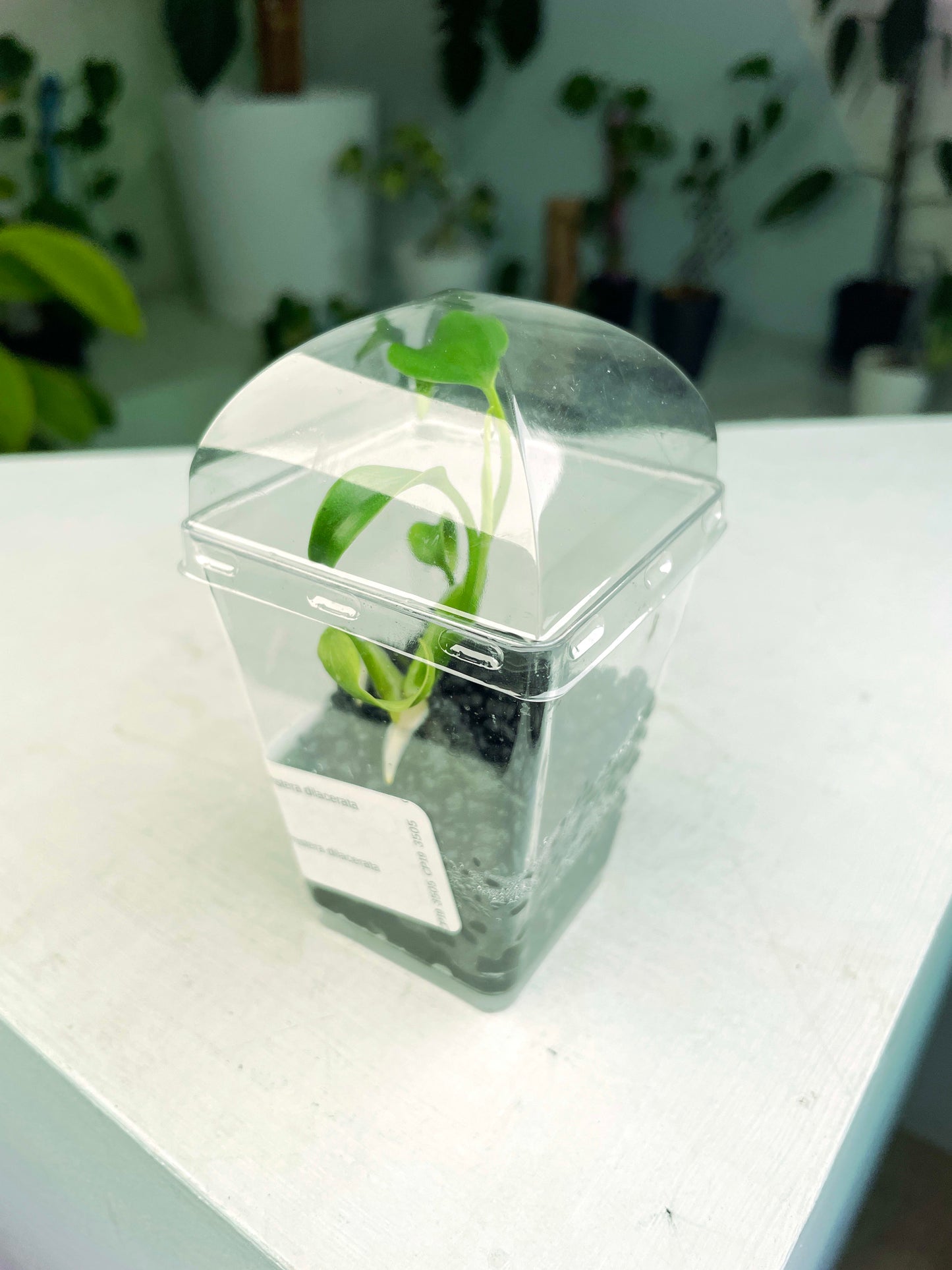 Monstera dilacerata (2:U1) [1334] | US Seller | Rare Aroid | Exact Plant | In-Stock