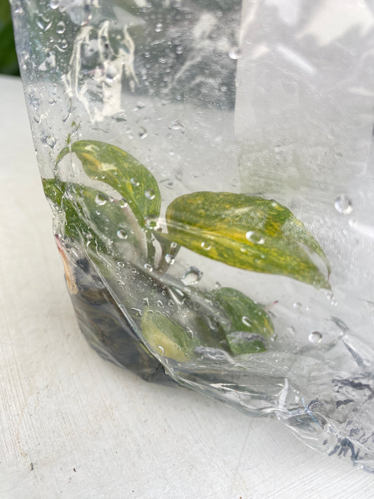 Philodendron "Orange Princess" variegated TC... Grower's Choice *Now In Stock* (3528P:2) | Rare Aroid