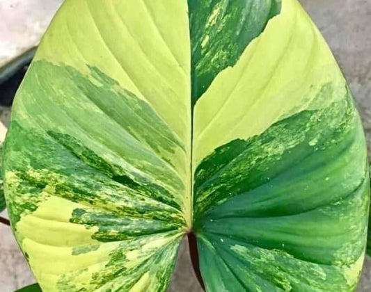 Homalomena rubescens "Aurea" variegated TC Plantlet *Preorder* (1813P:3) | Rare Aroid