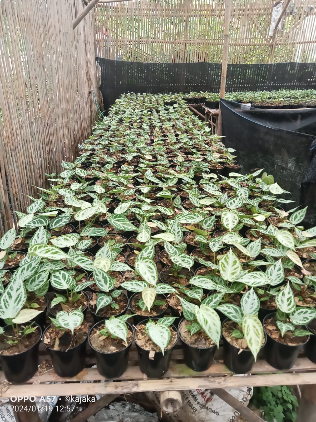 Anthurium "Silver Blush" × warocqueanum *Preorder* (5941P:3) | US-Based Seller | Rare Aroid