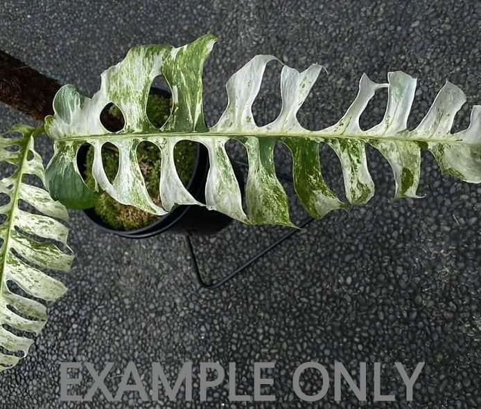 Epipremnum "Bali Hanoman" variegated (3:C7) [1392] | Rare Aroid | Exact Plant