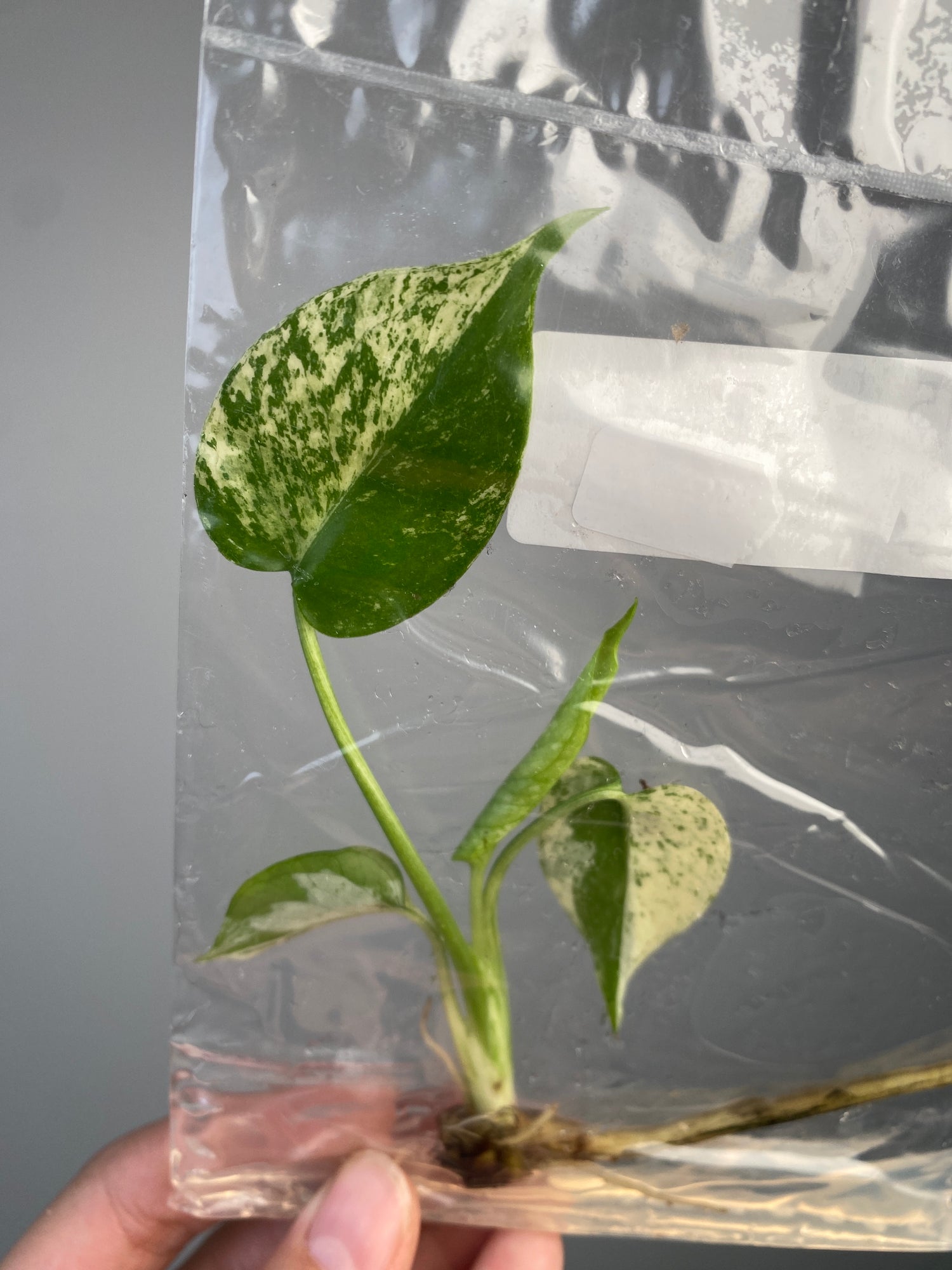 monstera mint for sale Monstera deliciosa "Mint" variegated TC Plantlet Grower's Choice *In S – OrchidBox