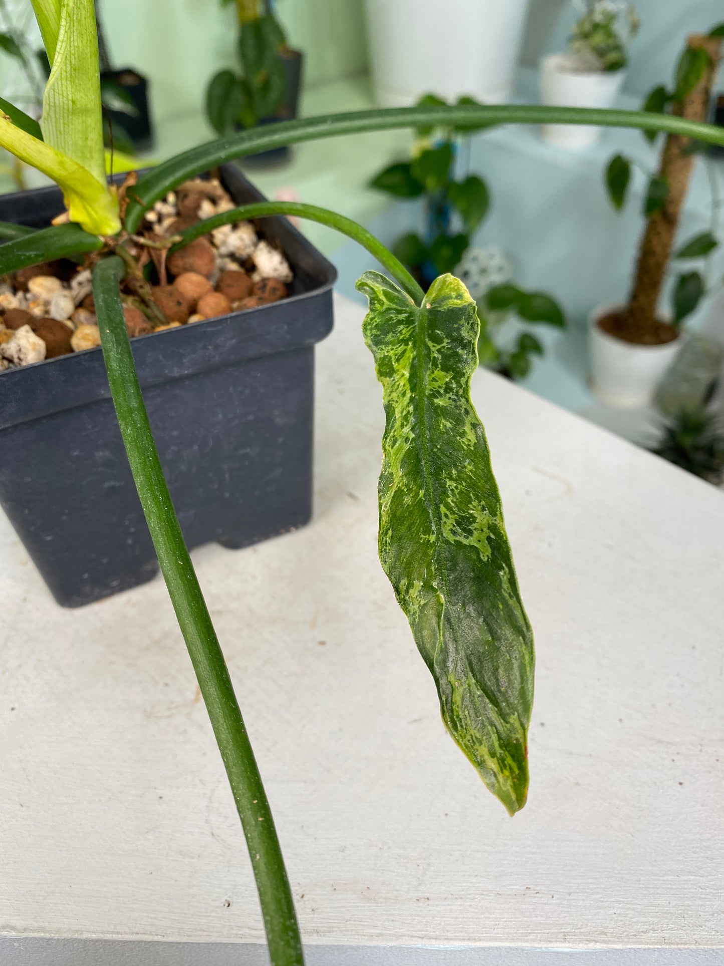 Philodendron "Golden Dragon Narrow" variegated (3:I1) [737] | US Seller | In-Stock