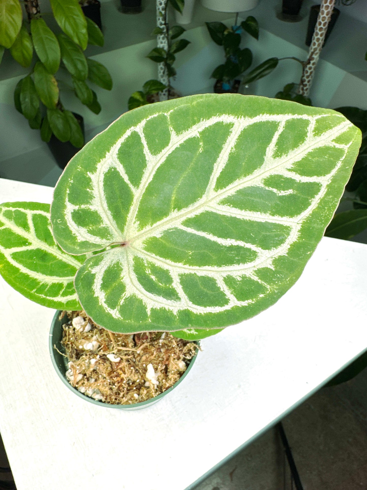 Anthurium "Michelle" x Self (3:P1) [1378] | US Seller | Exact Plant | In-Stock