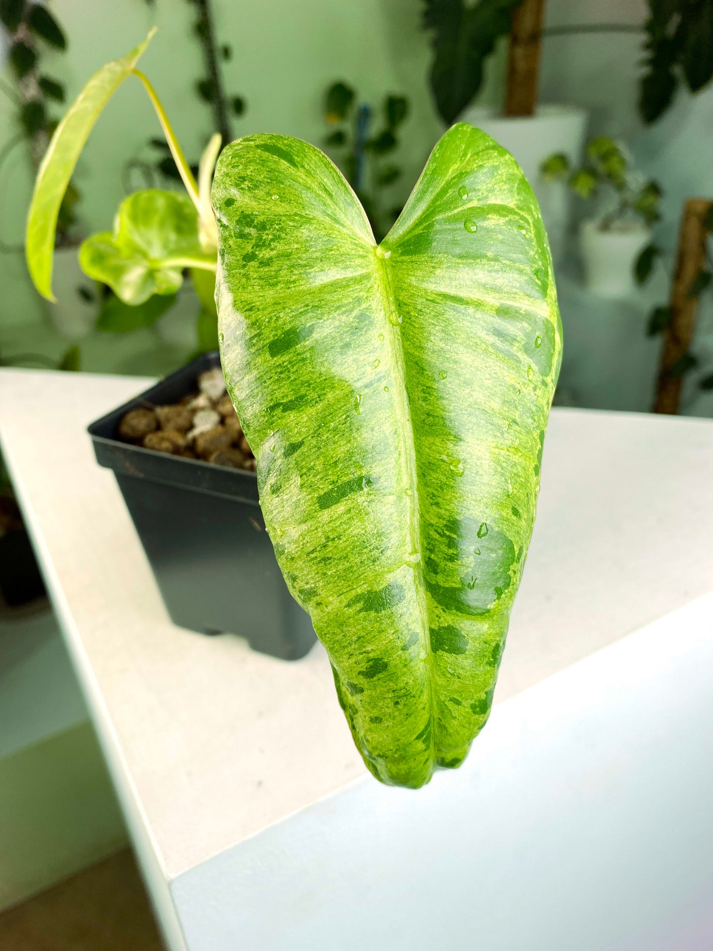 Philodendron "Paraiso Verde" variegated (3:E1) [857] | US Seller | Rare Aroid | Exact Plant | In-Stock
