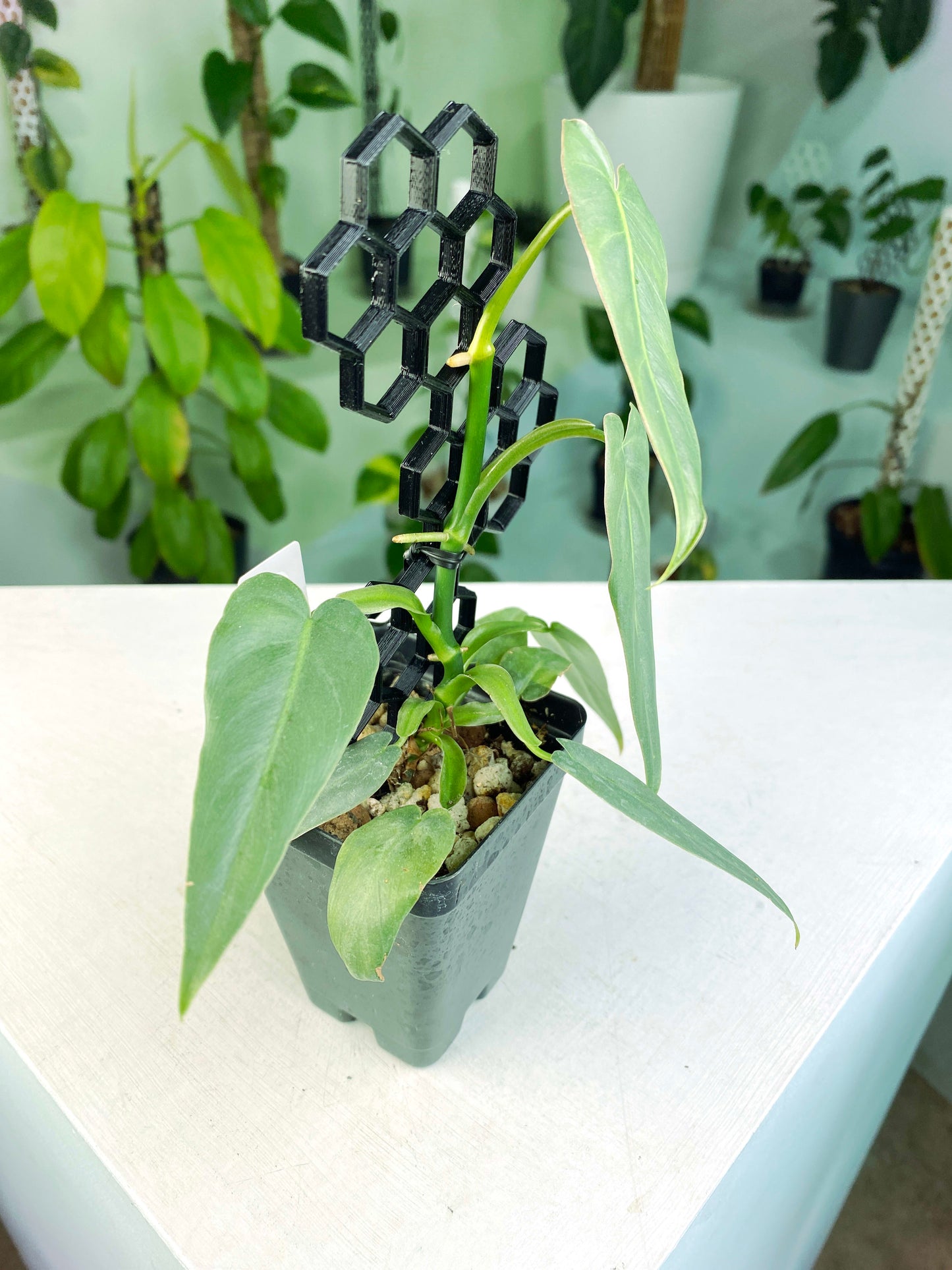 Philodendron maximum (3:J6) [1150] | US Seller | Rare Aroid | Exact Plant | In-Stock