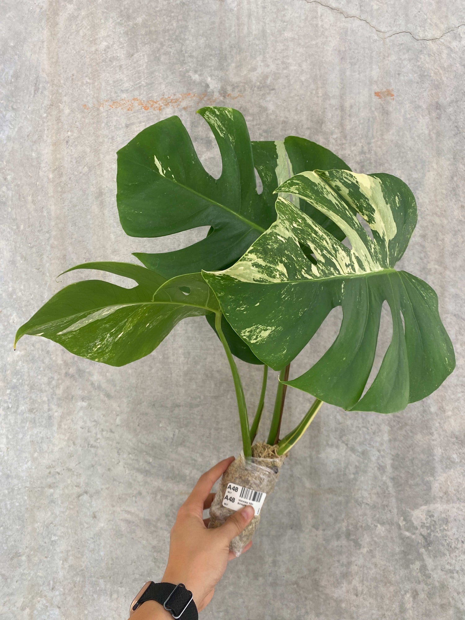albo borsigiana monstera Monstera "Albo Borsigiana" variegated Grade B *Preorder*
