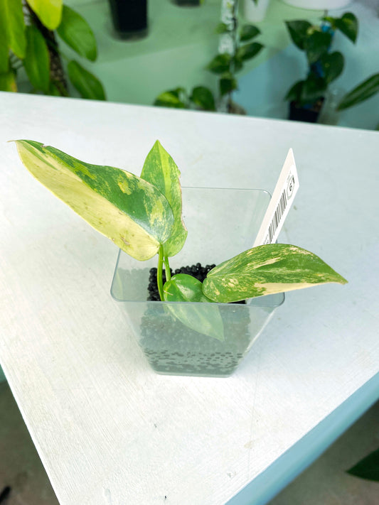 Philodendron bipennifolium variegated (3:L9) [1382] | Exact Plant