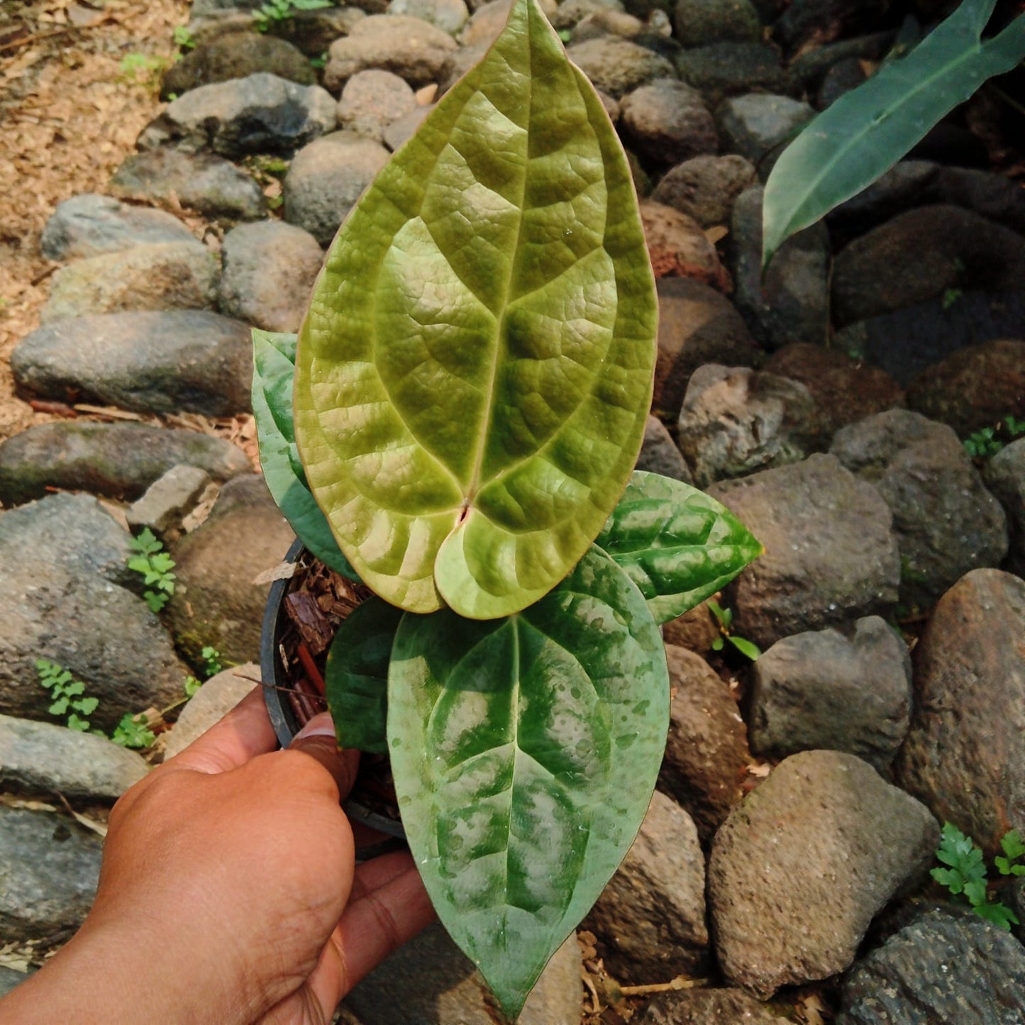 Anthurium "Ace of Spades" × luxurians *Preorder* (5736P:3) | US-Based Seller | Rare Aroid