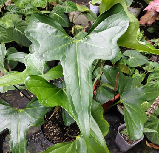Anthurium "Dragonfly" *Preorder* (5889P:1) | US-Based Seller | Rare Aroid