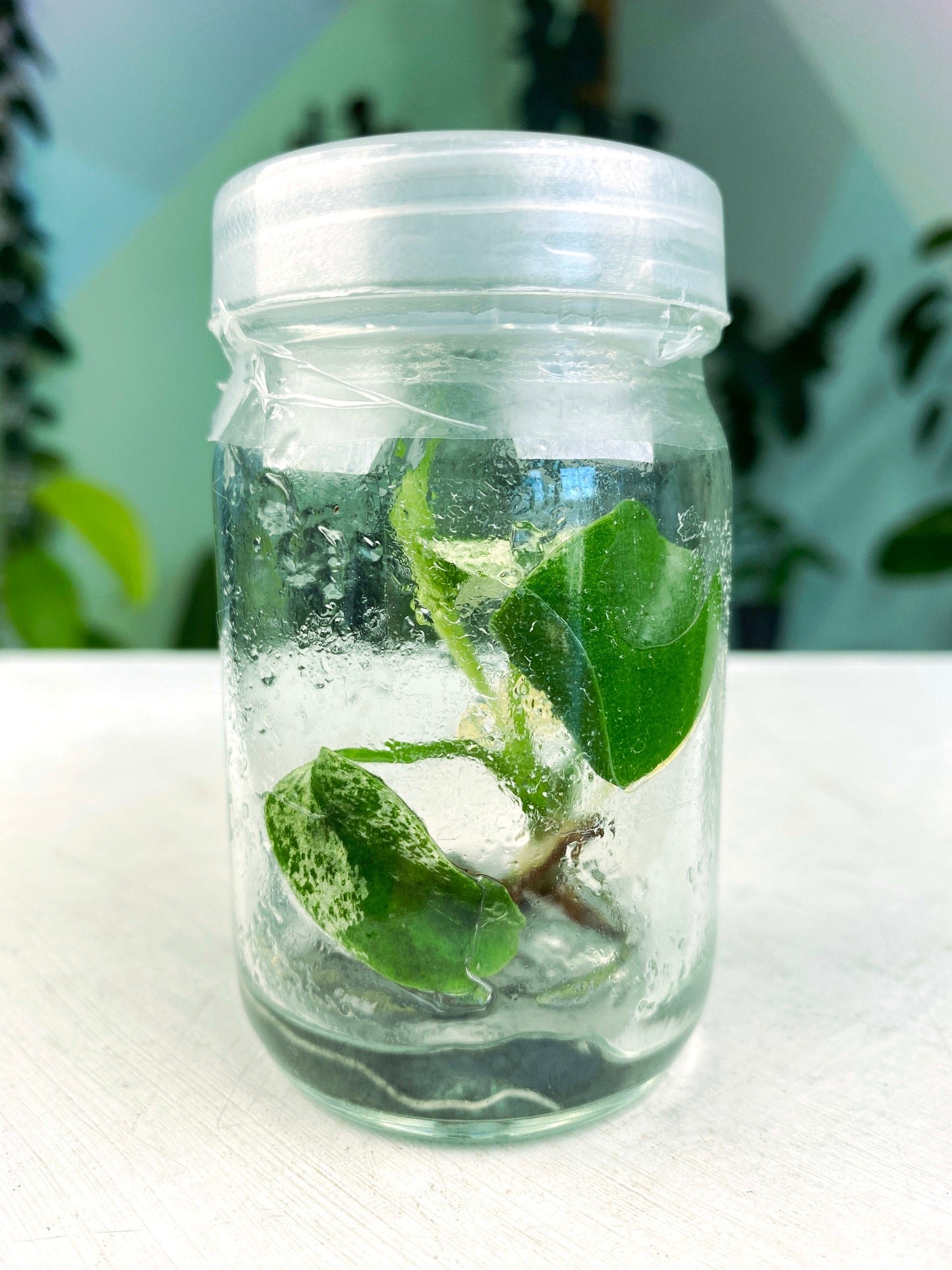 Monstera deliciosa "Mint" variegated (3:K5) [1417] | Rare Aroid | Exact Plant