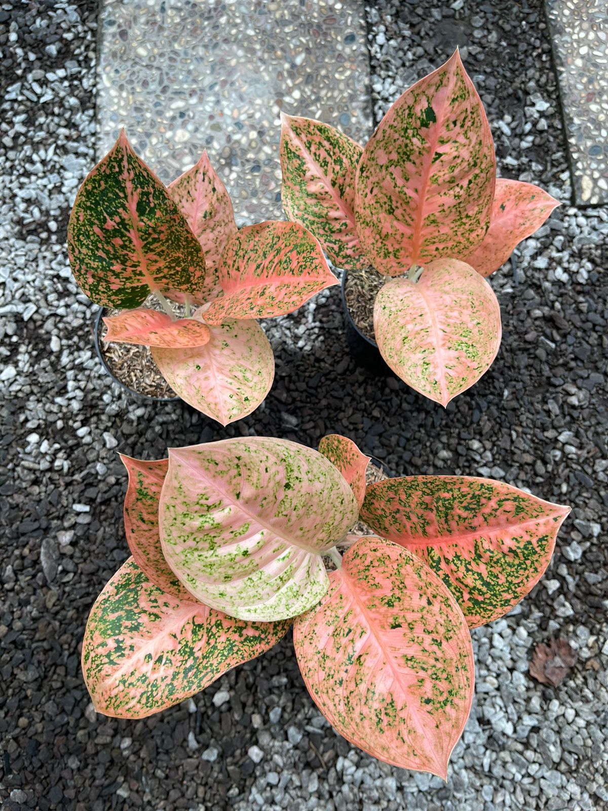 Aglaonema "Orange Stardust" variegated *Preorder* (3845P:G)