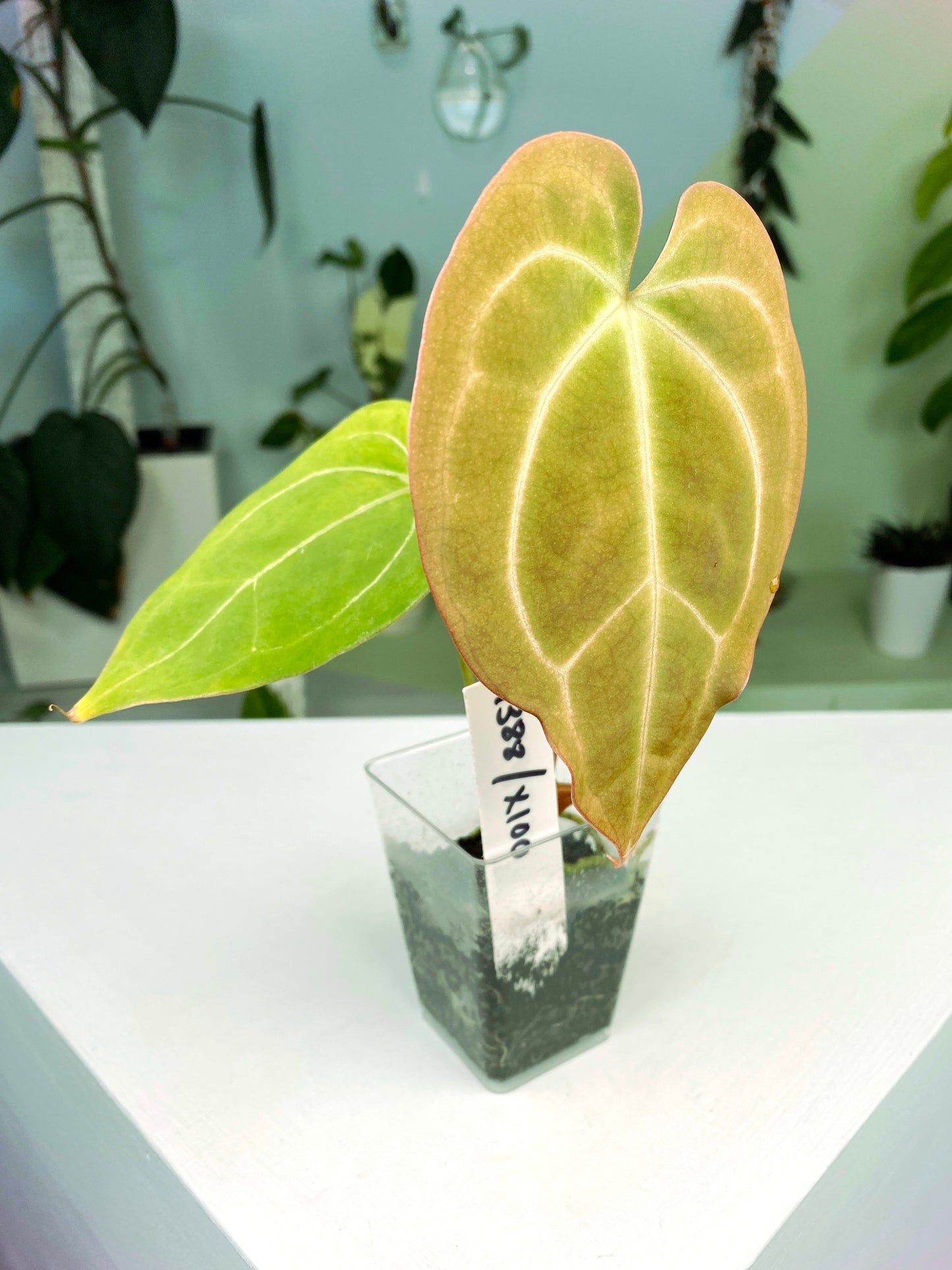 Anthurium "Minahasa" (3:X100) [1388] | Rare Aroid | Exact Plant