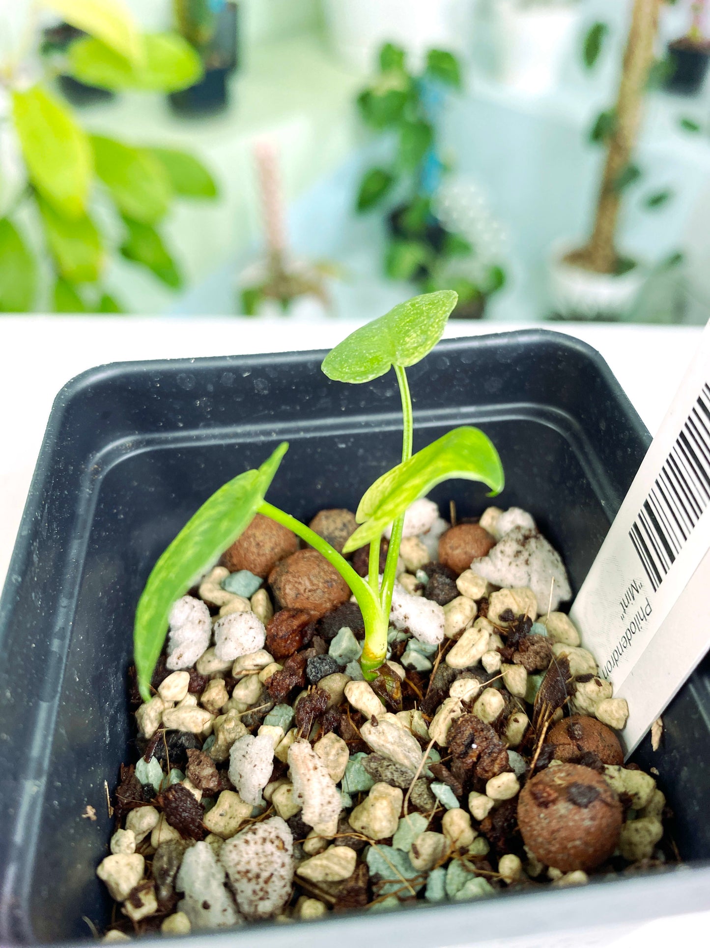Philodendron goeldii "Mint" (3:A7) [1270] | US Seller | Rare Aroid | Exact Plant | In-Stock