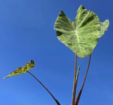 926364eb-4d1a-4b8b-a4ac-79f7eda2be46.jpg