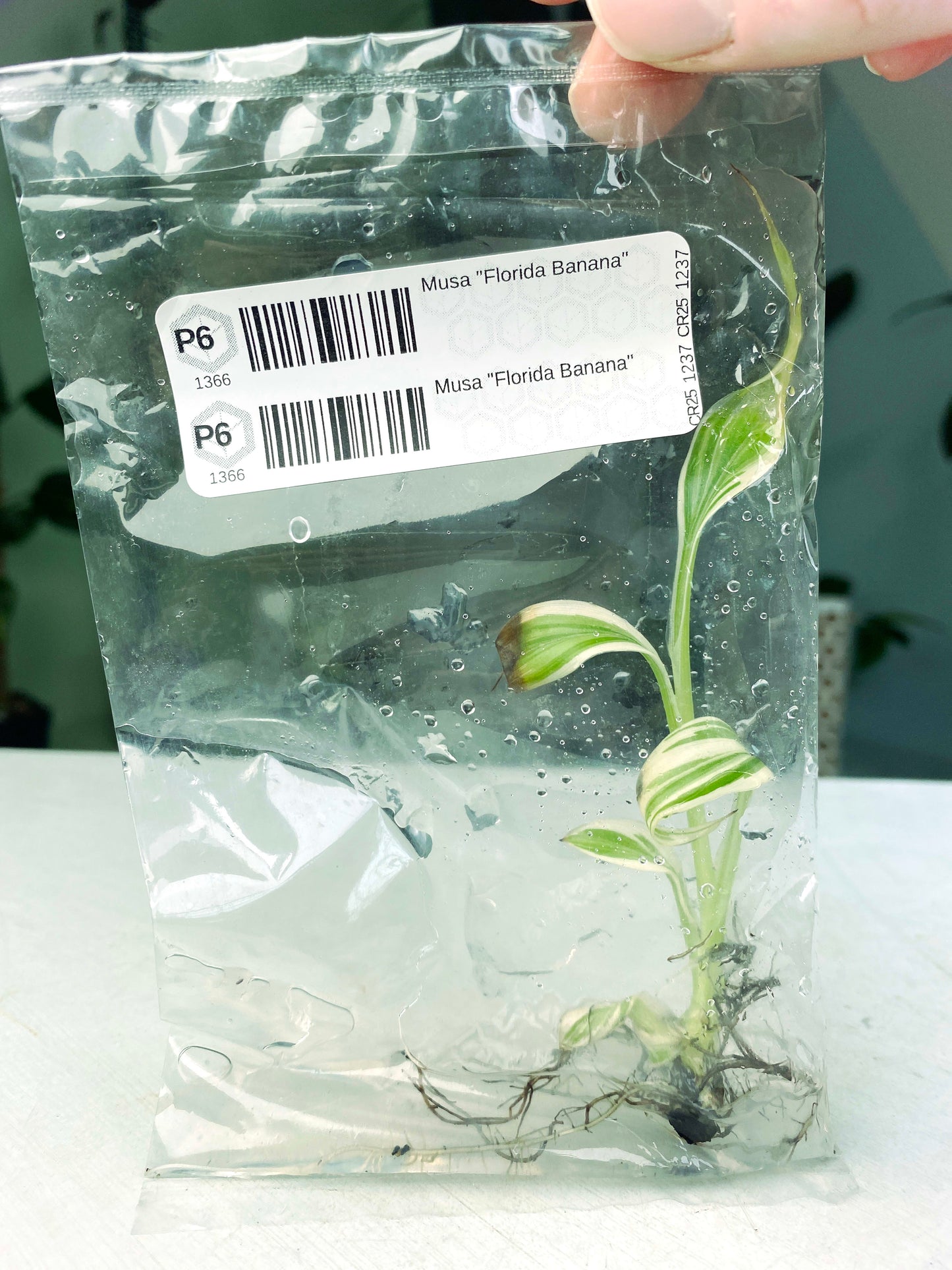 Musa "Florida Banana" (G:P6) [1366] | US Seller | Exact Plant | In-Stock