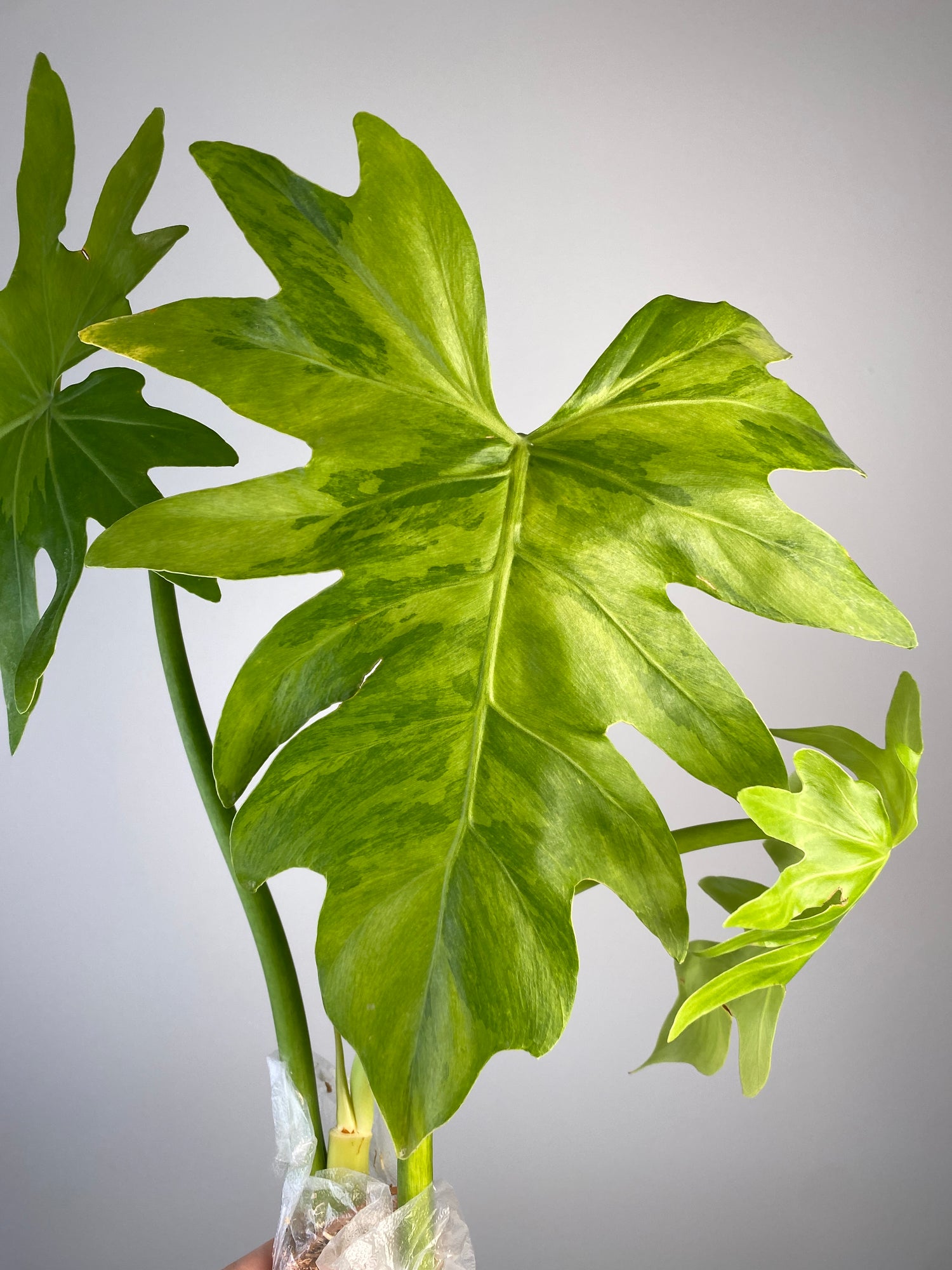 radiatum philodendron Philodendron radiatum variegated TC Plantlet *Preorder* – OrchidBox
