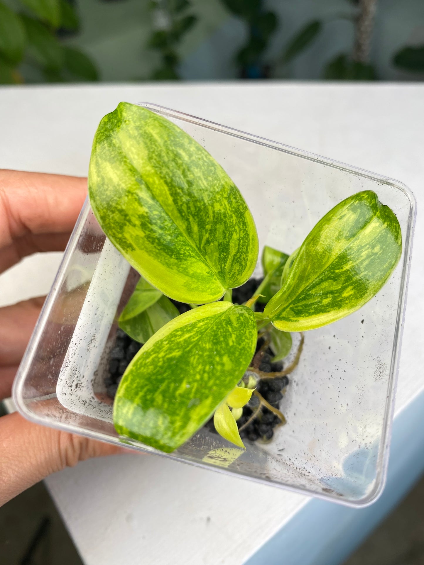 Philodendron "Green Congo Marble" variegated TC plantlet *Preorder* (3821P:2) | US-Based Seller | Rare Aroid