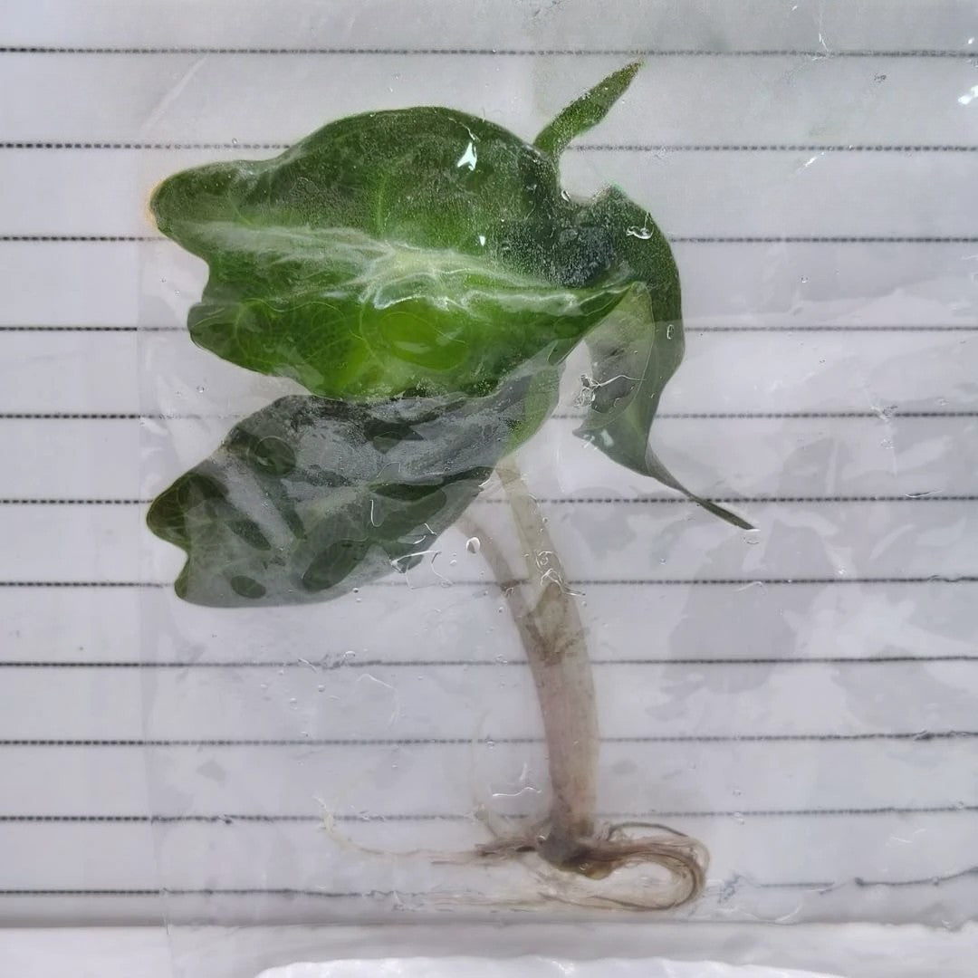 985d068b-d3e1-4111-86c3-1e3ece7e77f9.jpg