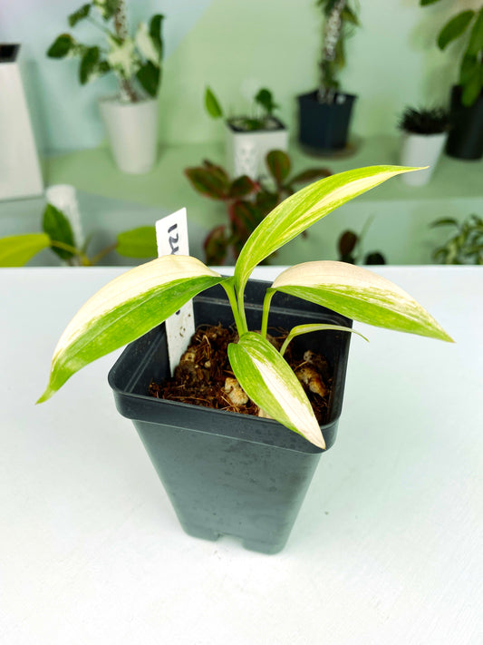 Epipremnum amplissimum variegata (3:L6) [662] | Rare Aroid | Exact Plant