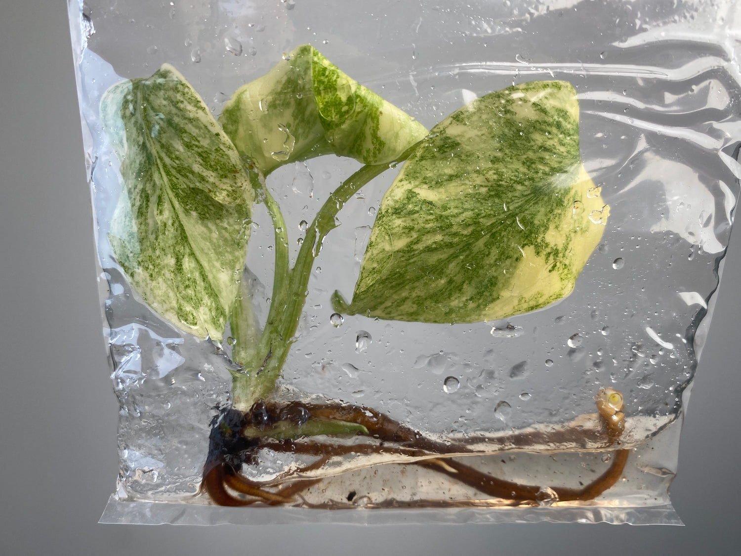 monstera legacy Monstera deliciosa Legacy variegated TC Plantlet *Preorder* 10-Pack In Vitro ($100 ea.)