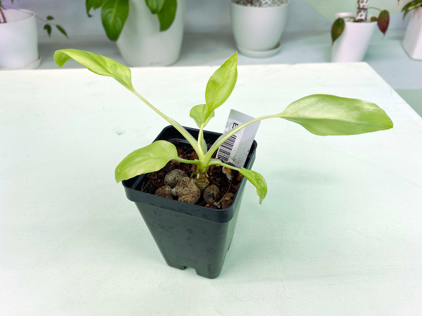 Philodendron warscewiczii "Aurea Flavum" (3:E35) [1122] | Exact Plant