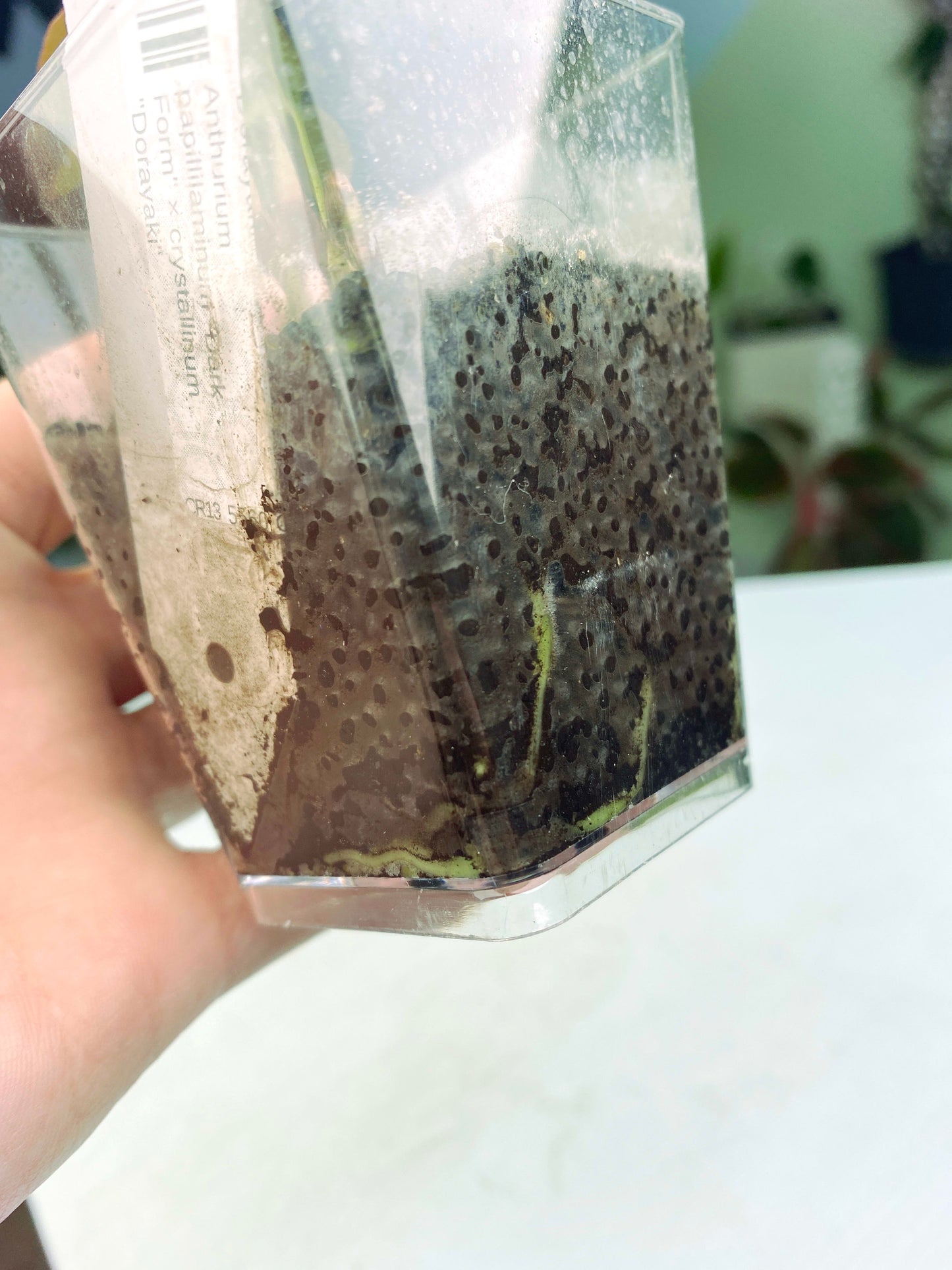 Anthurium papillilaminum "Dark Form" × crystallinum "Dorayaki" (3:T2) [1386] | Rare Aroid | Exact Plant