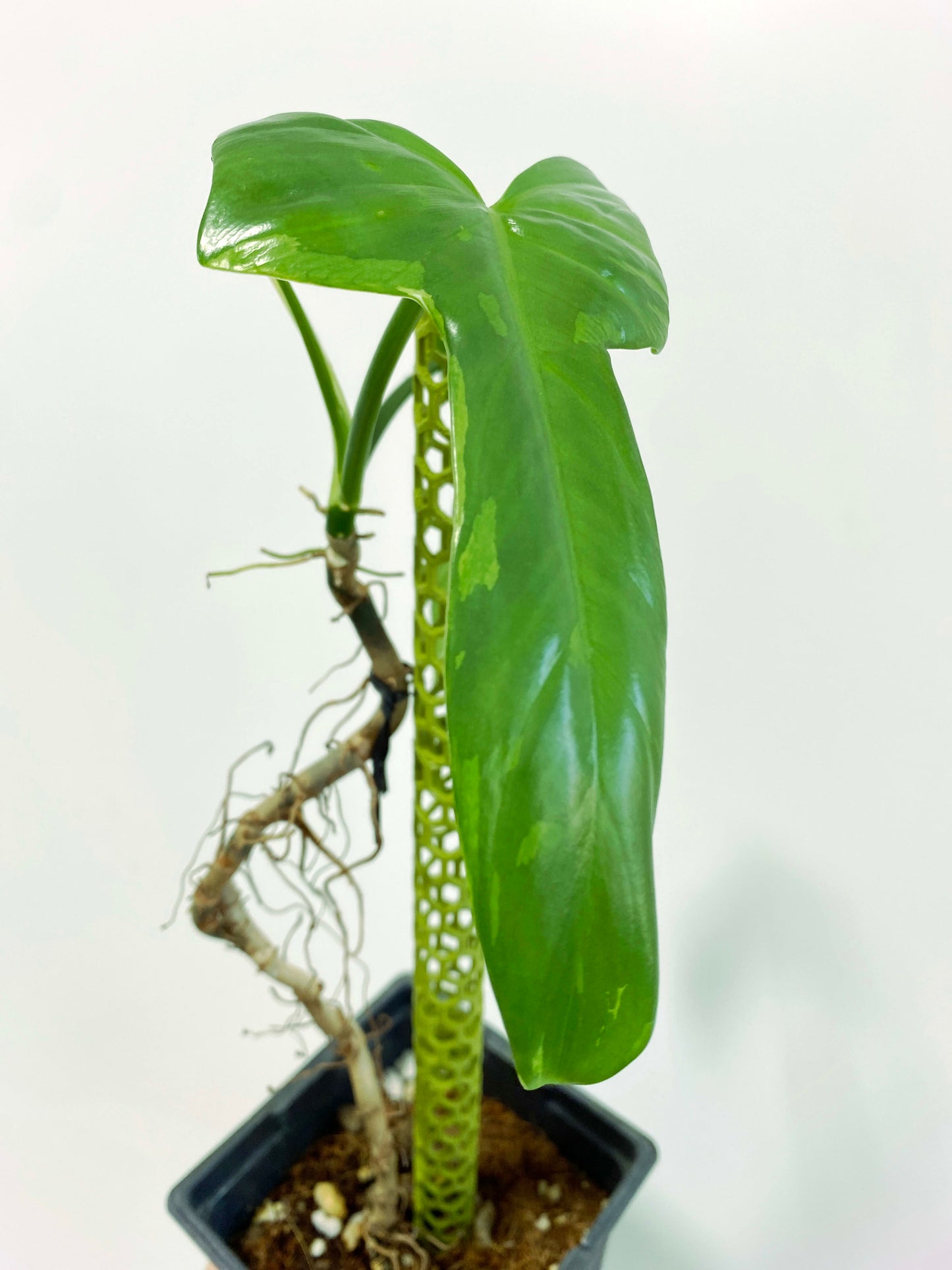 Philodendron "Splash Gordon" variegated (3:Q1) [1503] | Rare Aroid | Exact Plant