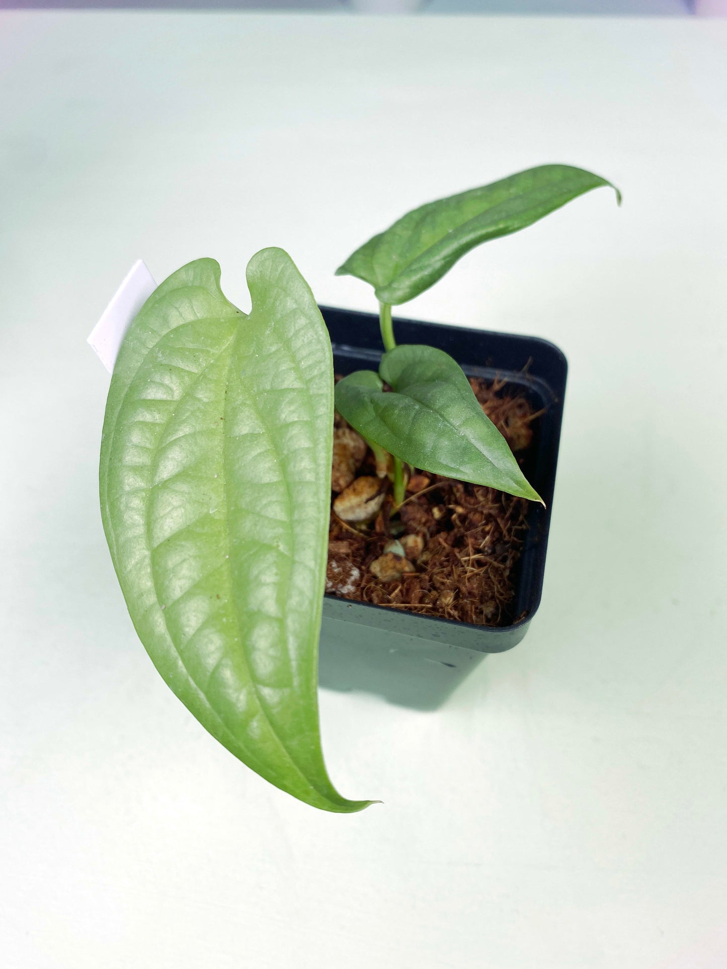 Rare Houseplant Bundle (3:K114) [1250] | Exact Plant