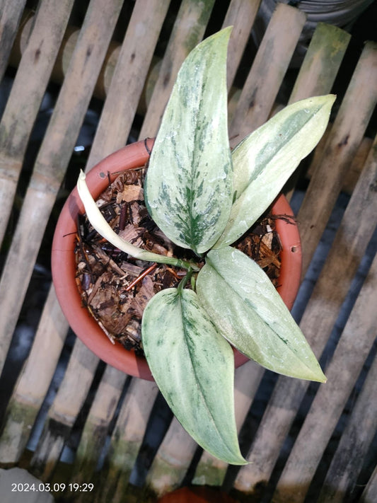 Scindapsus Superstar variegated Small 1-3 leaf Grower's Choice *Now In Stock* (6099P:3) | Rare Aroid