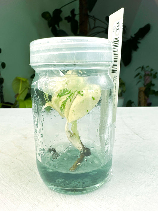 Monstera deliciosa "Mint" premium variegated in-vitro (3:B1) [1347] | US Seller | Rare Aroid | Exact Plant | In-Stock
