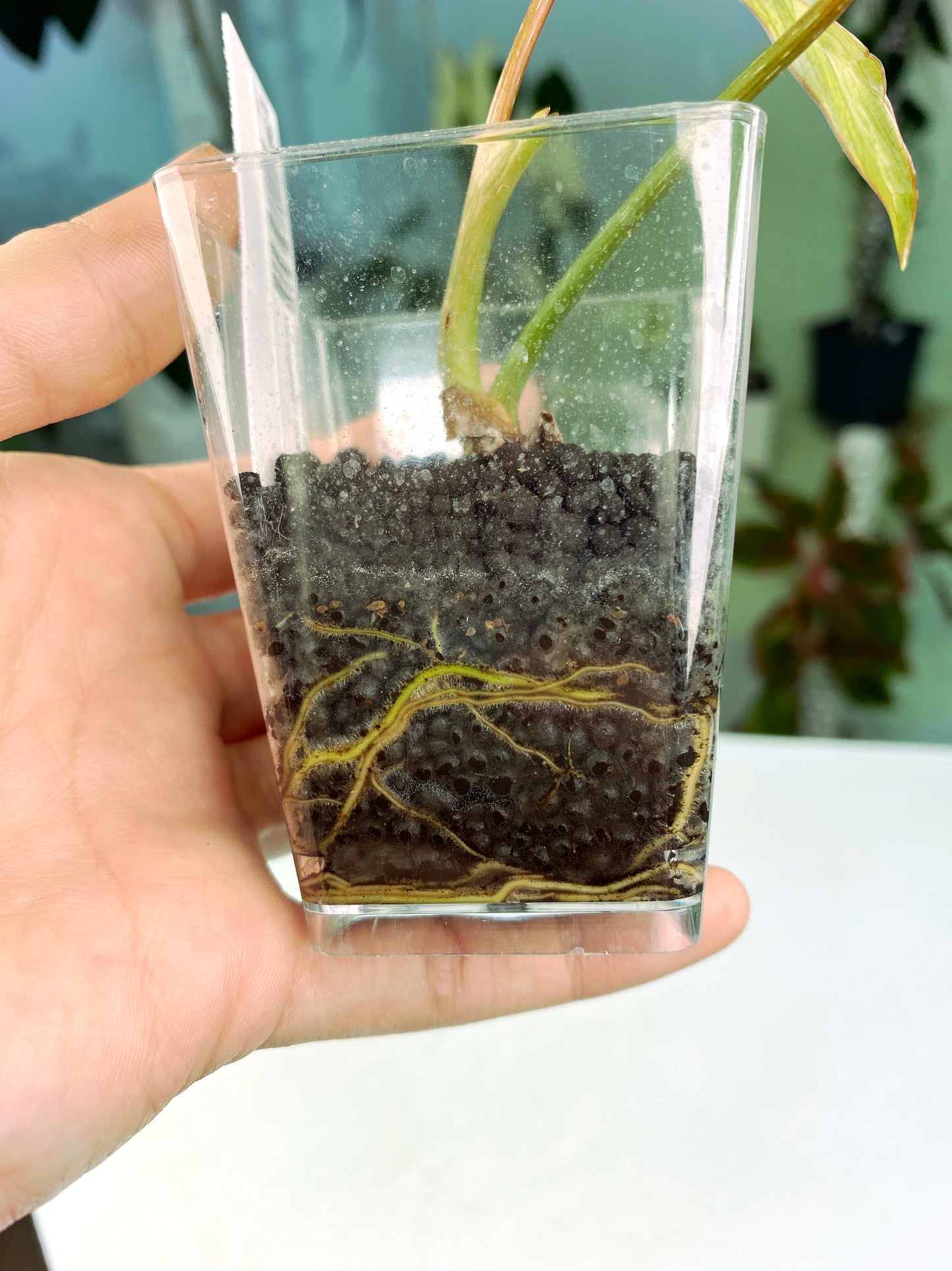 Philodendron gloriosum Variegated / mutation (3:L39) [1295] | Rare Aroid | Exact Plant
