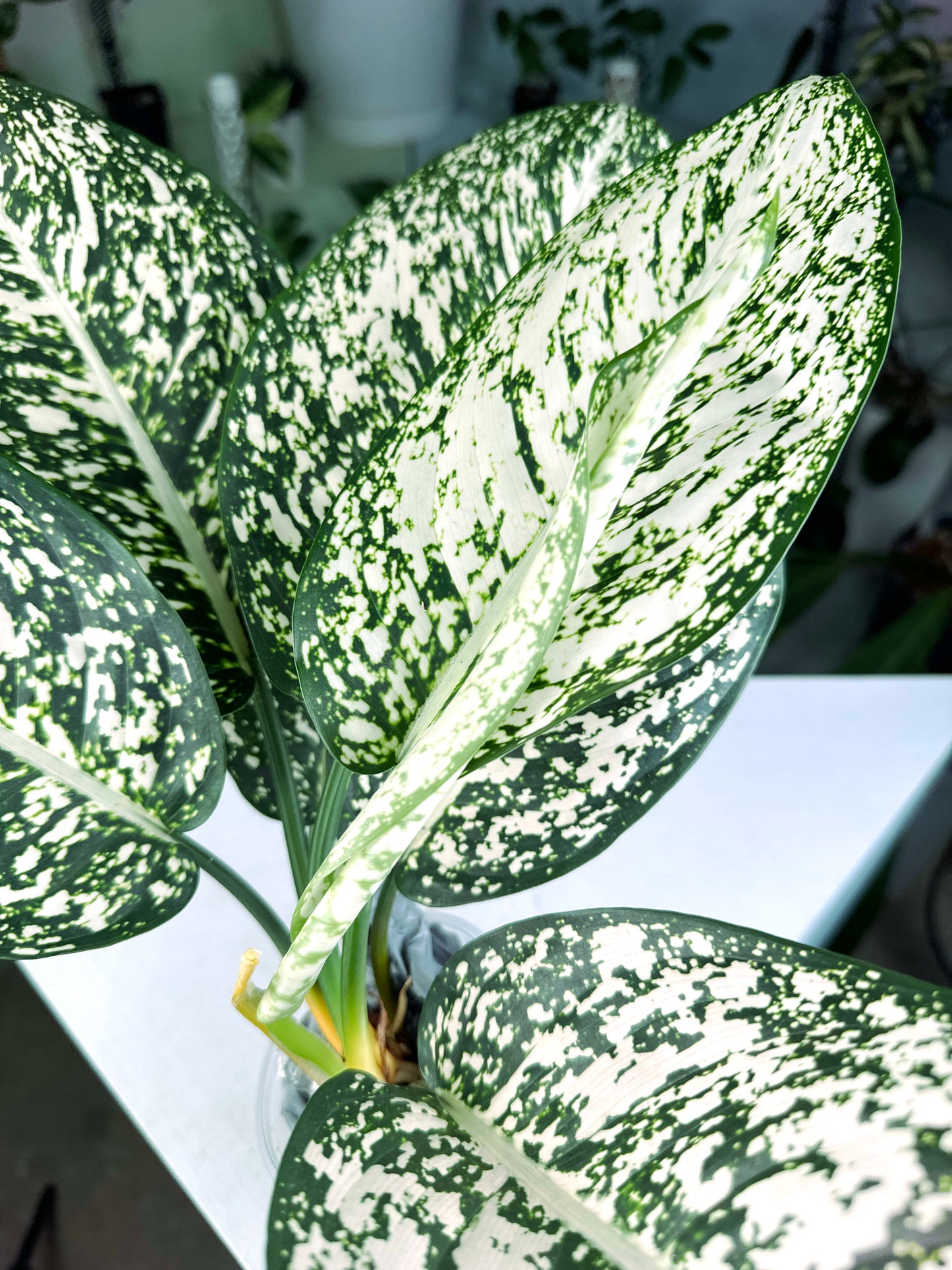 Aglaonema "World Heritage" variegated (3:C1) [1380] | US Seller | Exact Plant | In-Stock