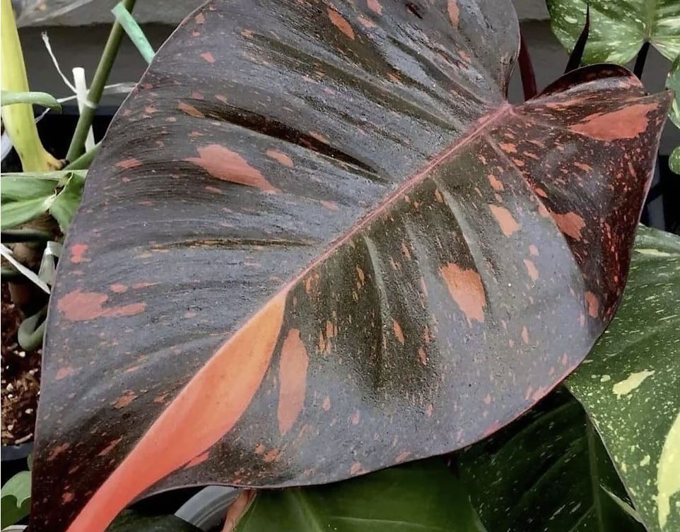 philodendron orange congo Philodendron "Orange Princess" variegated TC plantlet *Preorder*