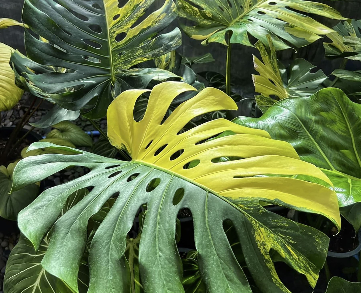 Monstera deliciosa "Yellow Marilyn" variegated SM TC plant *Preorder* (5414P:2) | US-Based Seller | Rare Aroid