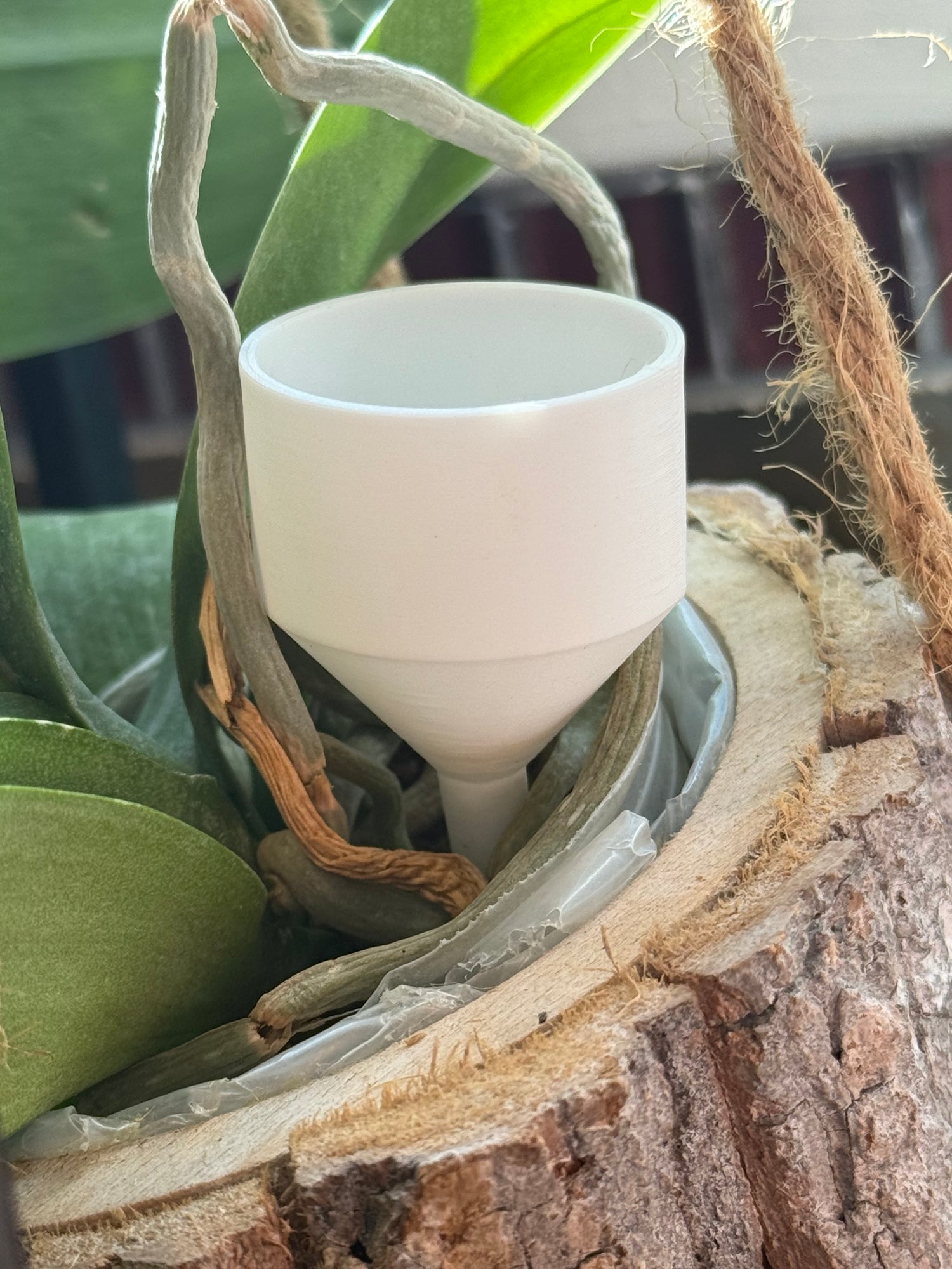 products/orchidice/IMG_2233_rtnnxm.jpg