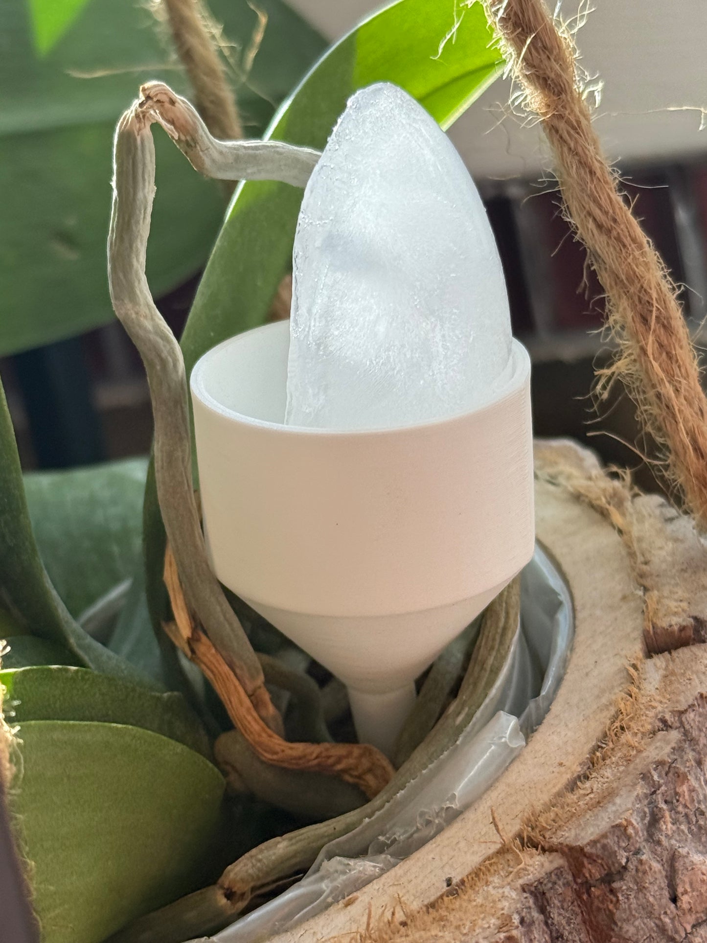products/orchidice/IMG_2234_csqa7n.jpg