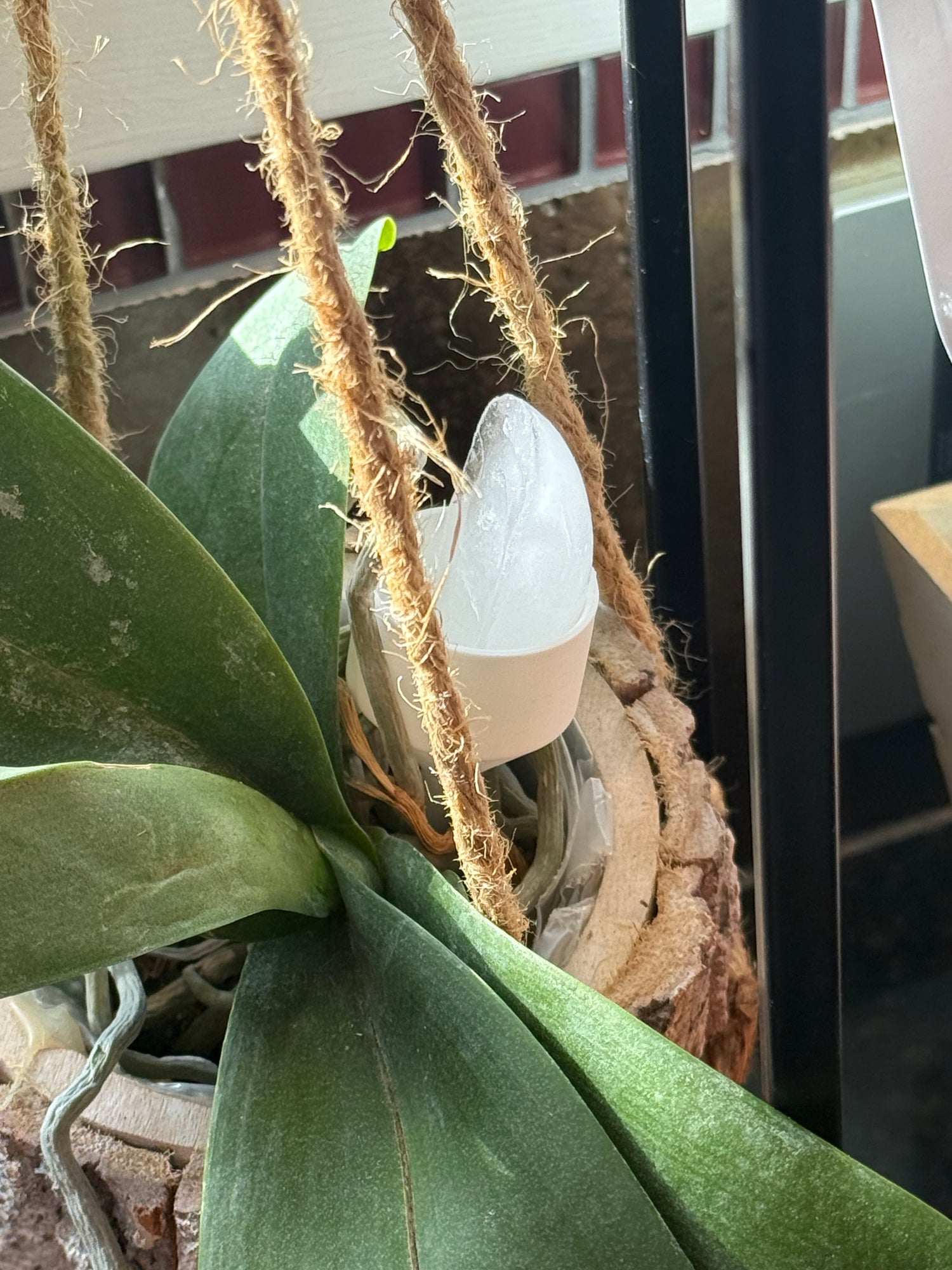 products/orchidice/IMG_2238_p4pq5d.jpg