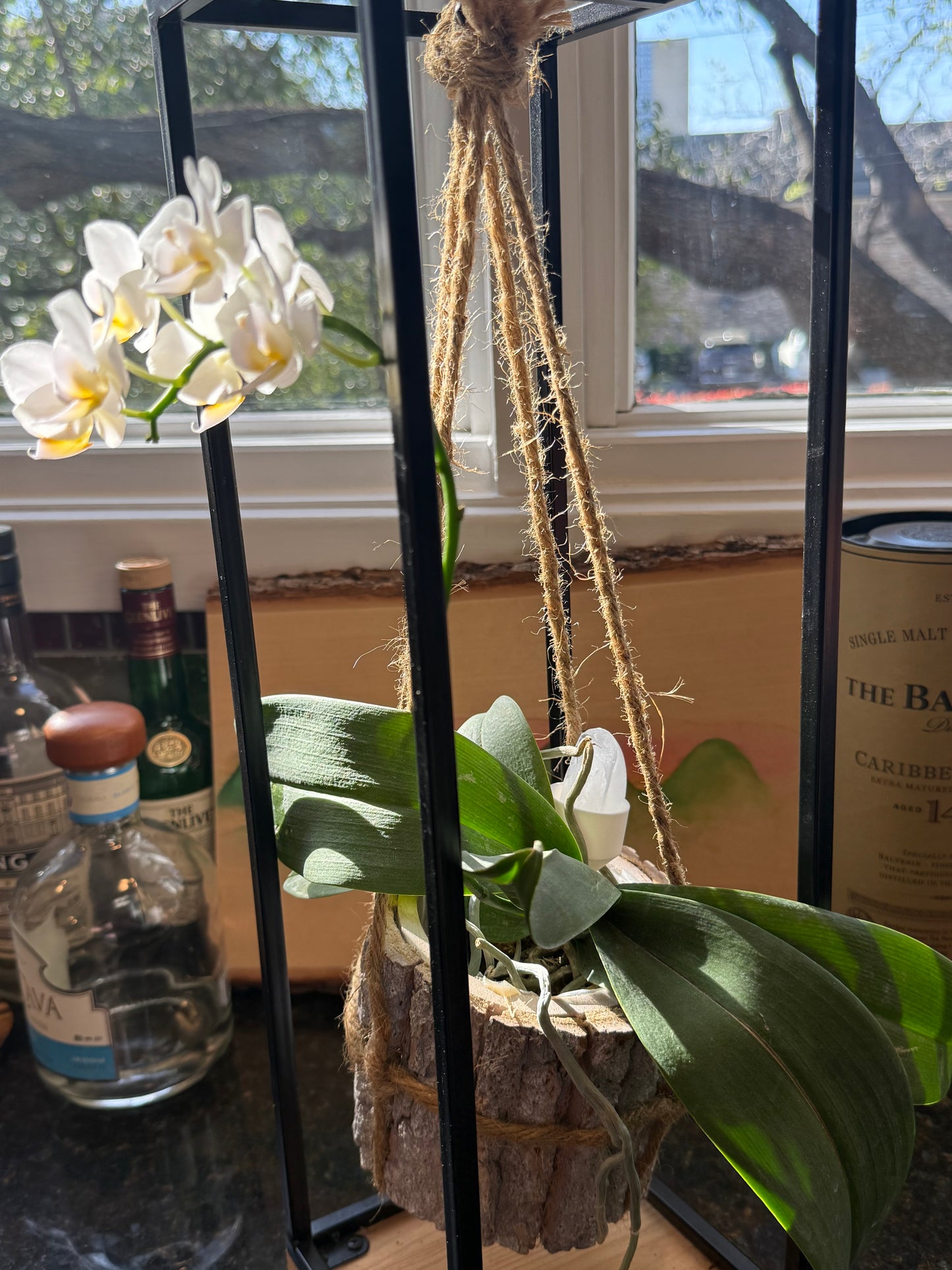products/orchidice/IMG_2245_ytfdml.jpg