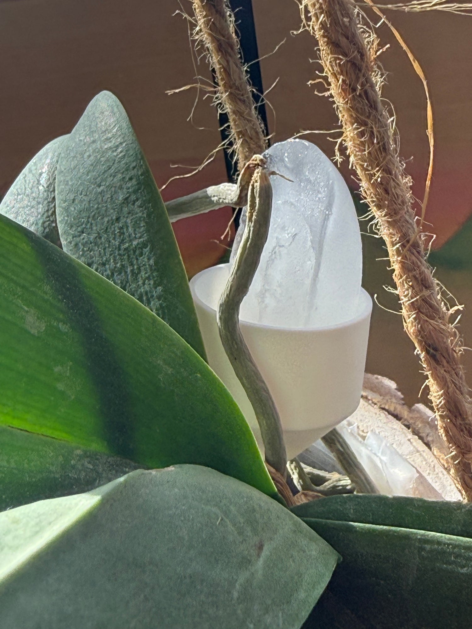 products/orchidice/IMG_2246_kbv3un.jpg