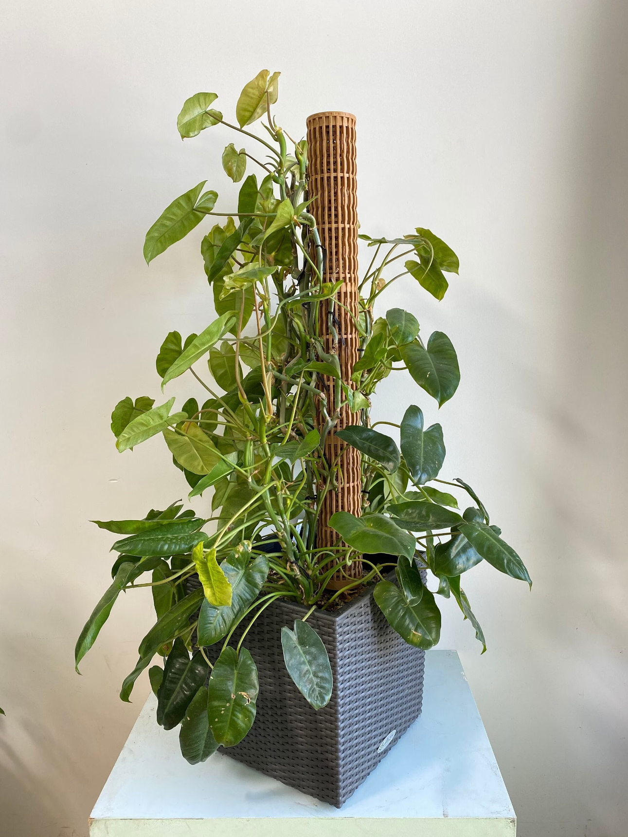 4.0″Φ/XXL Pro Series Plant Poles: Enhance Your Space with the Ultra-Sturdy Extendable Boho Designer Moss Pole by OrchidBox
