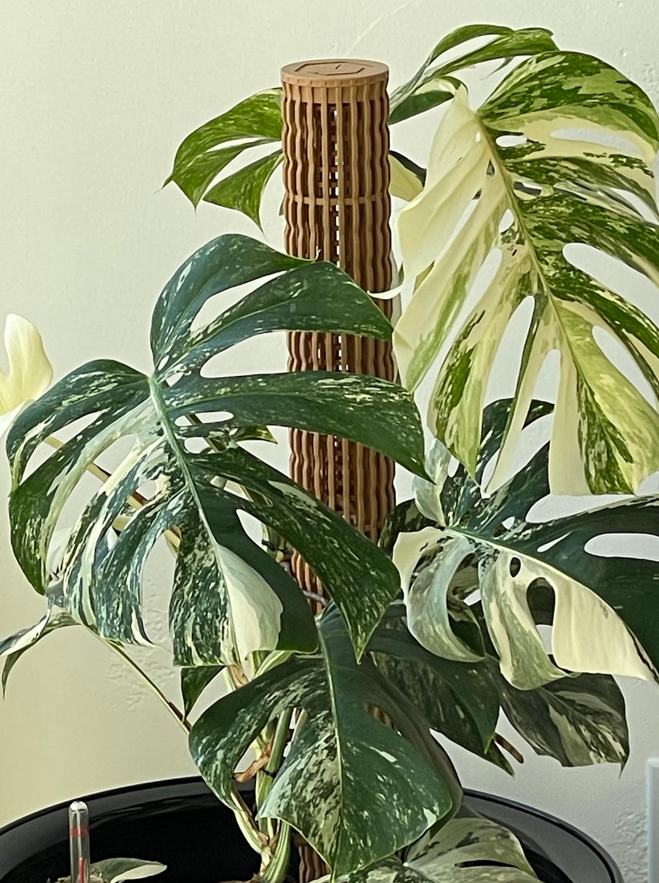1.92″Φ/Medium Designer Moss Pole - Modular Extendable Plant Moss Pole –  OrchidBox