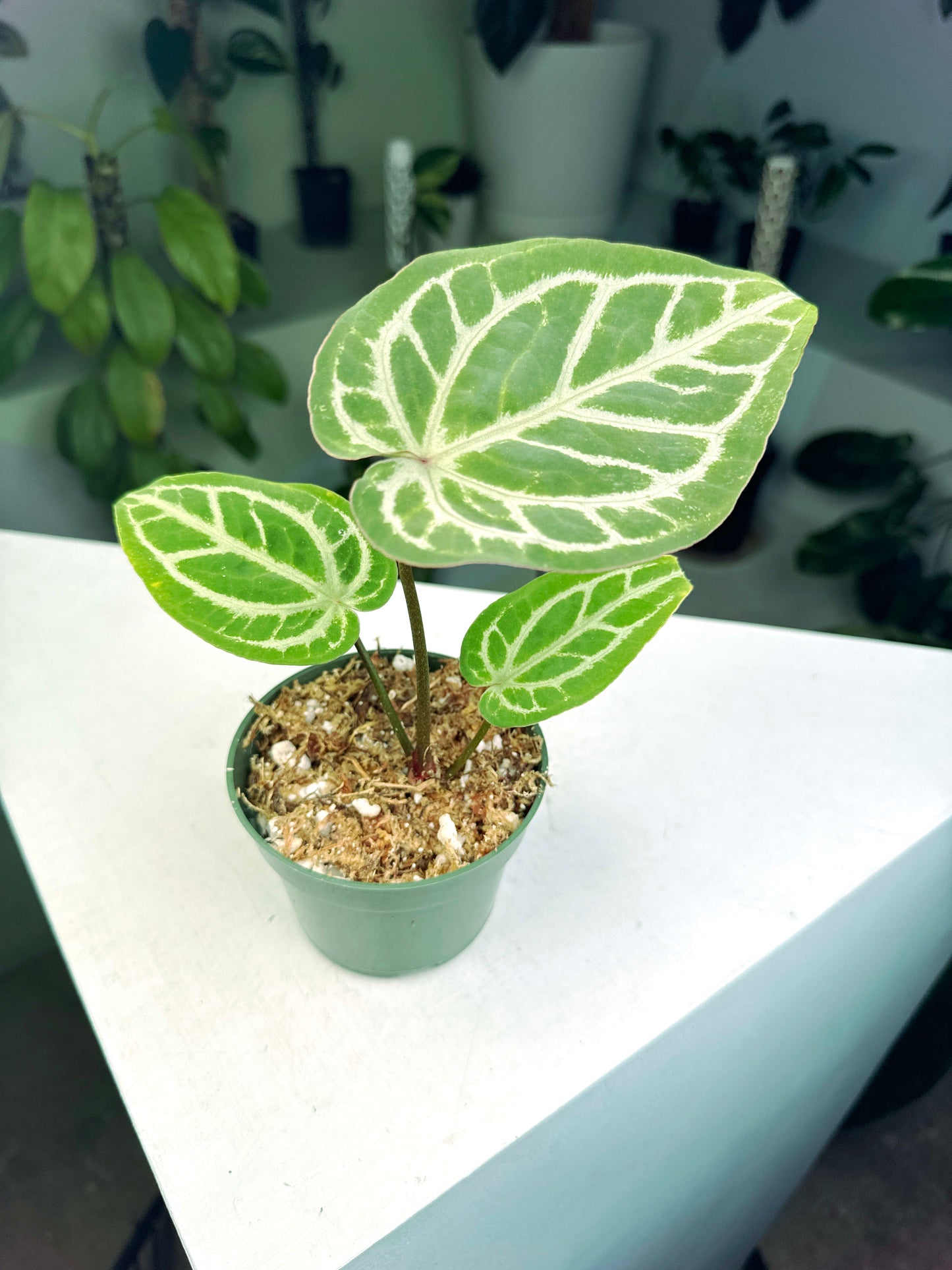 Anthurium "Michelle" x Self (3:P1) [1378] | US Seller | Exact Plant | In-Stock