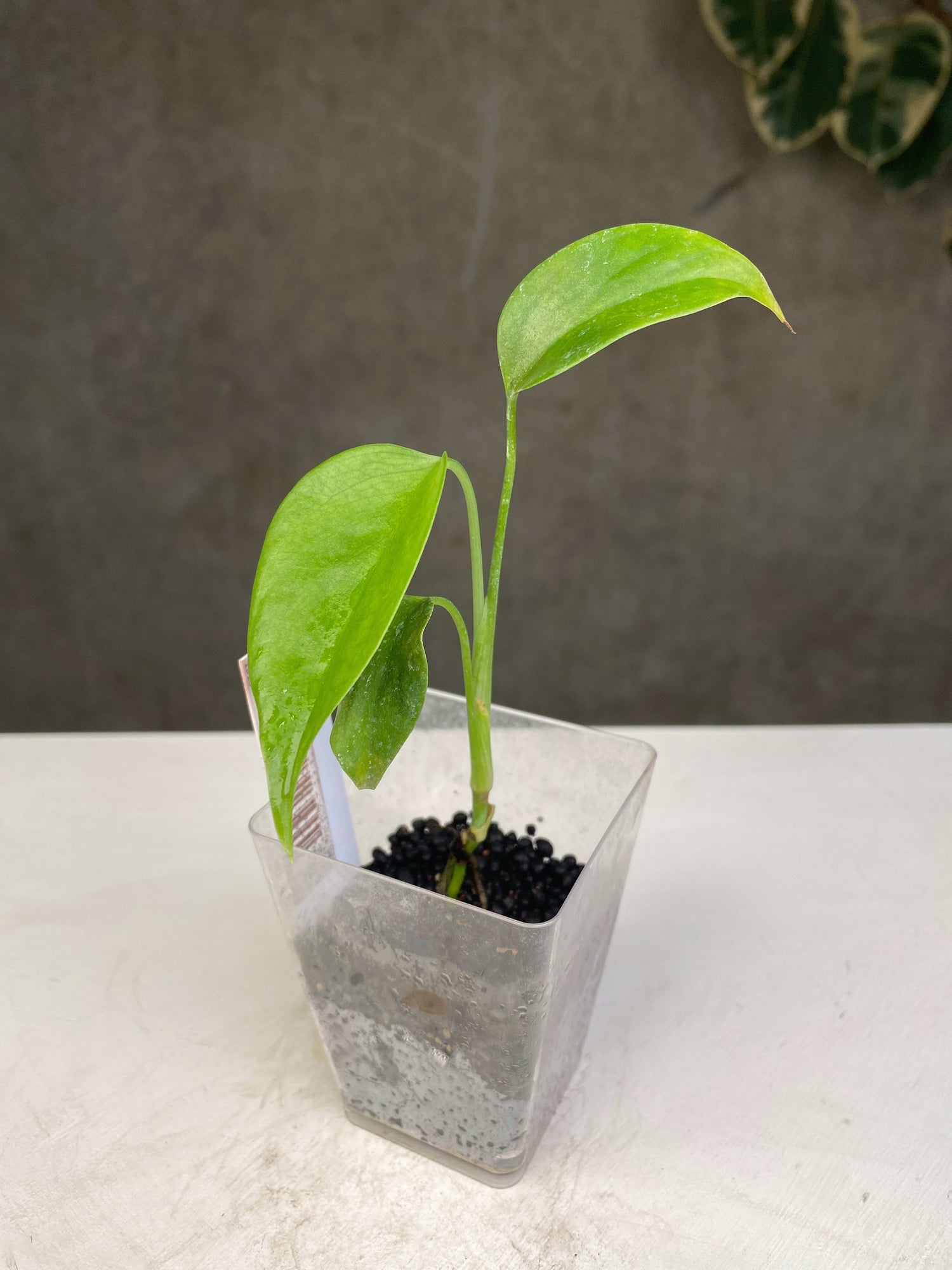 monstera deliciosa var sierrana Monstera deliciosa var. sierrana TC Plantlet Grower's Choice *In Stock – OrchidBox