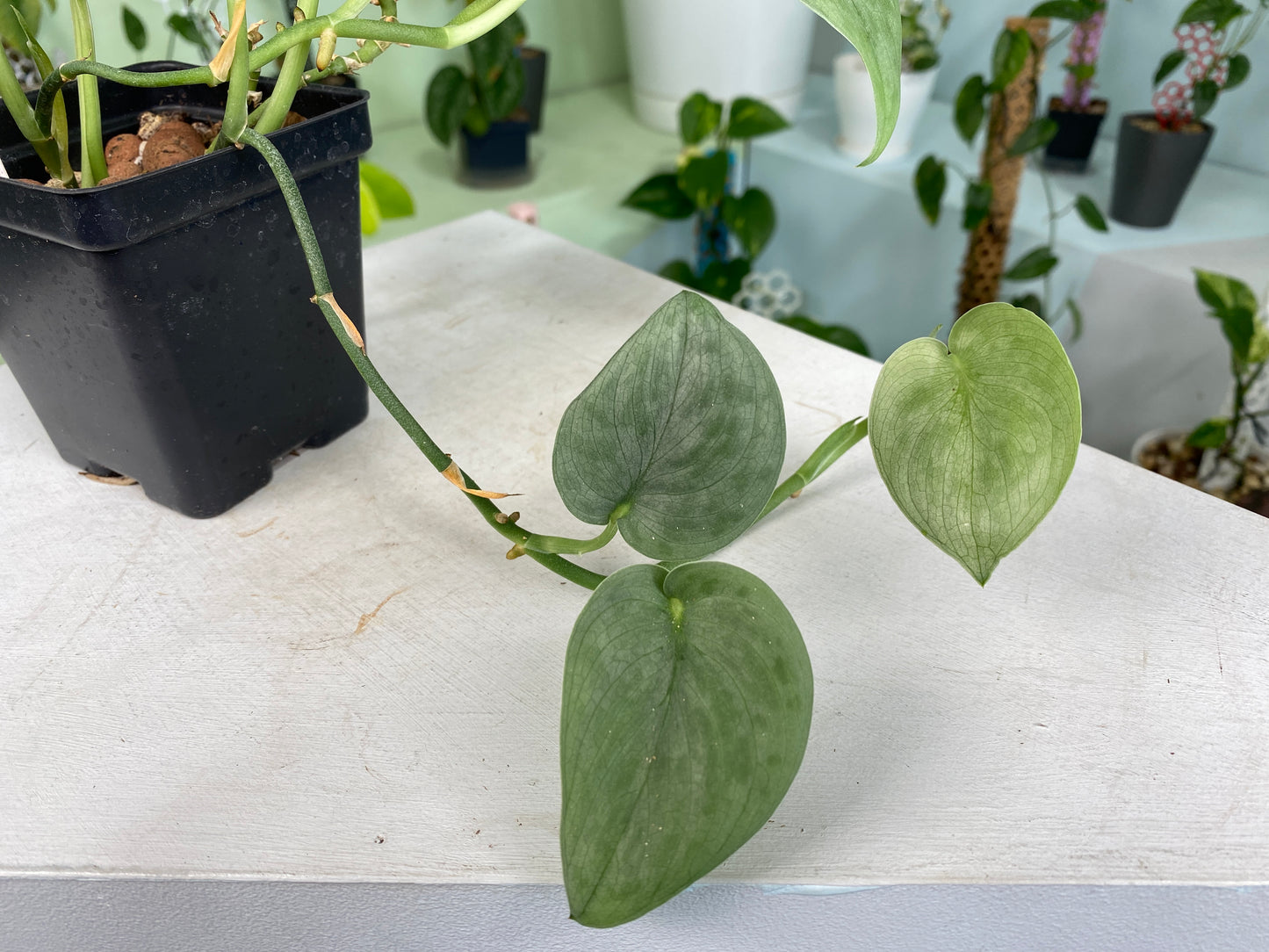 Scindapsus Full Moon (3:X4) [674] | US Seller | In-Stock