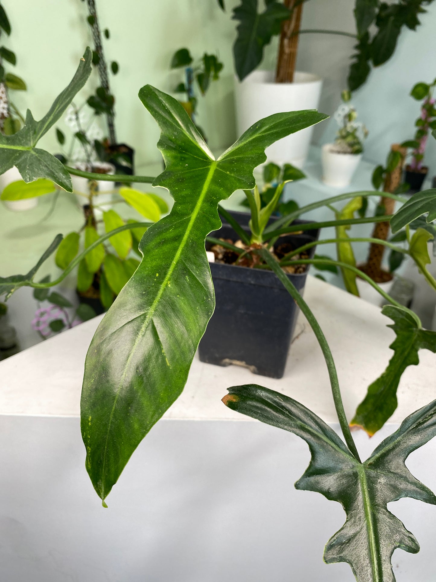 Philodendron "Golden Dragon Narrow" variegated (3:I3) [737] | US Seller | In-Stock