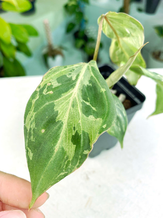 Philodendron gloriosum 'Variegated' / mutation (3:L3) [1295] | US Seller | Rare Aroid | Exact Plant | In-Stock