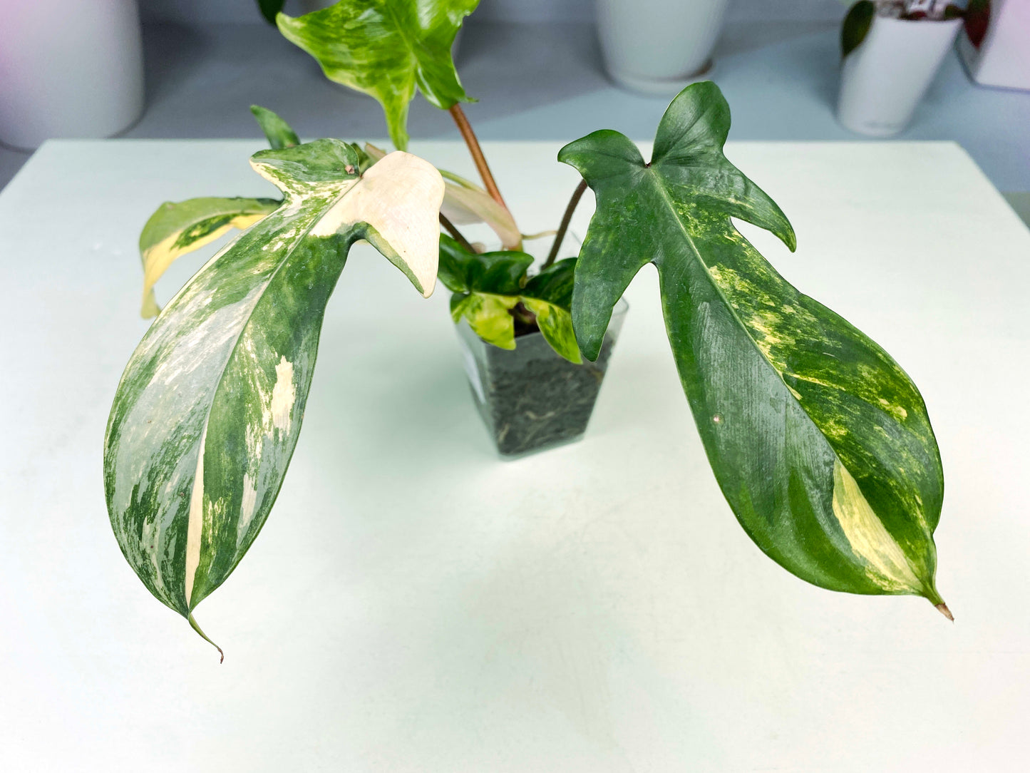 Philodendron "Florida Beauty" variegated (3:C1) [1438] | Rare Aroid | Exact Plant
