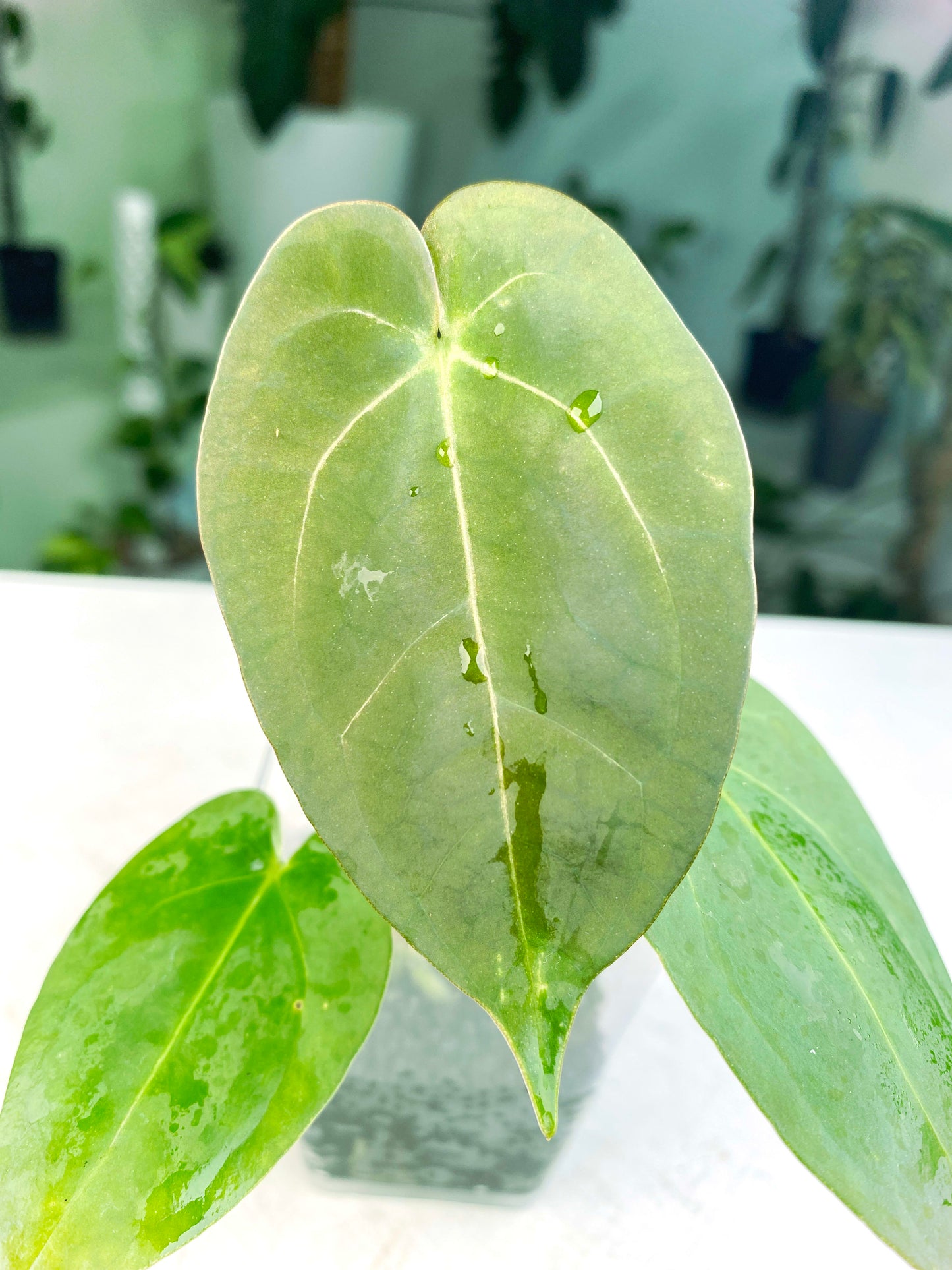 Anthurium "Ace Of Spades" (3:B2) [1357] | US Seller | Rare Aroid | Exact Plant | In-Stock