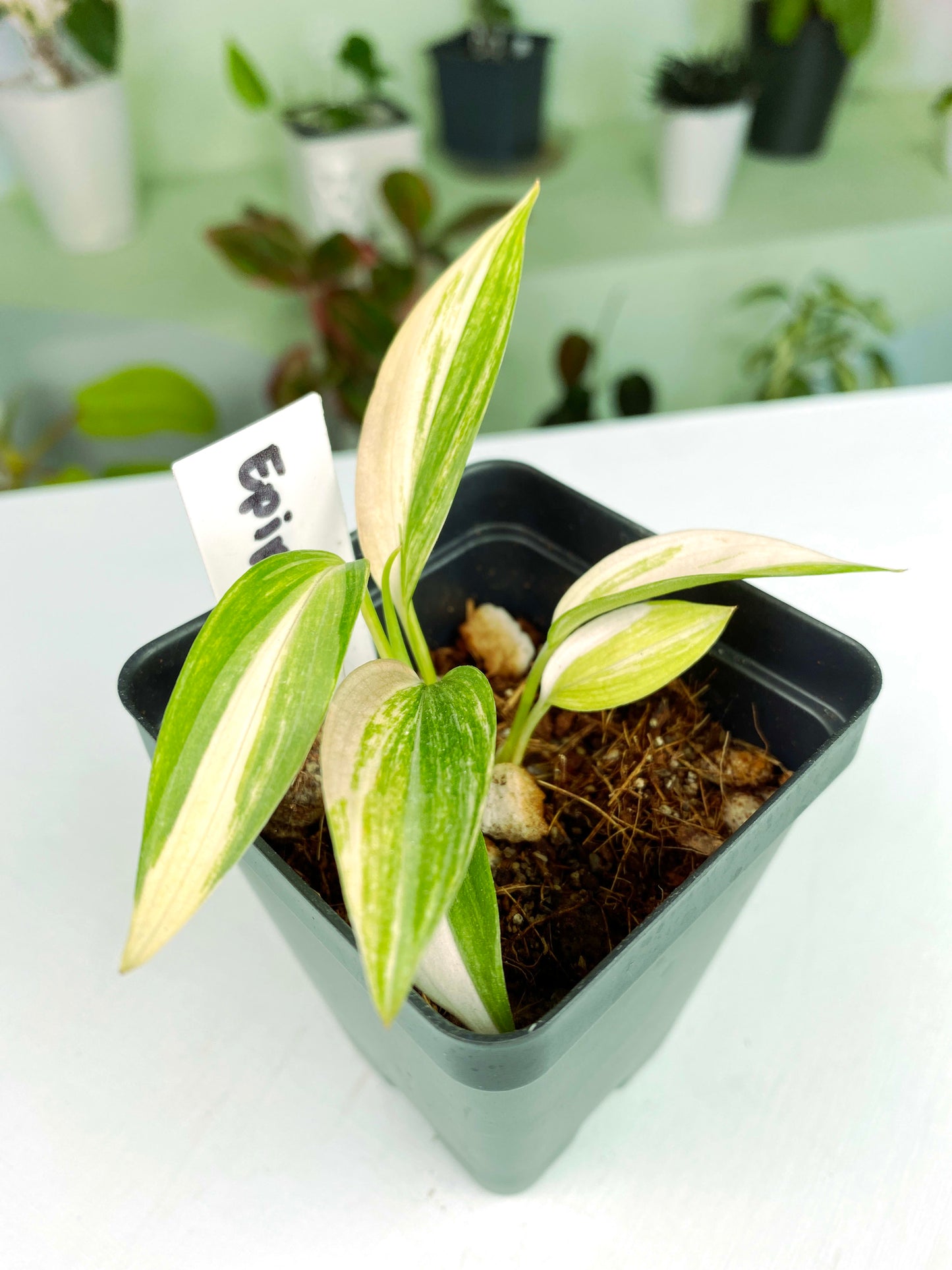 Epipremnum amplissimum variegata (3:L4) [662] | Rare Aroid | Exact Plant